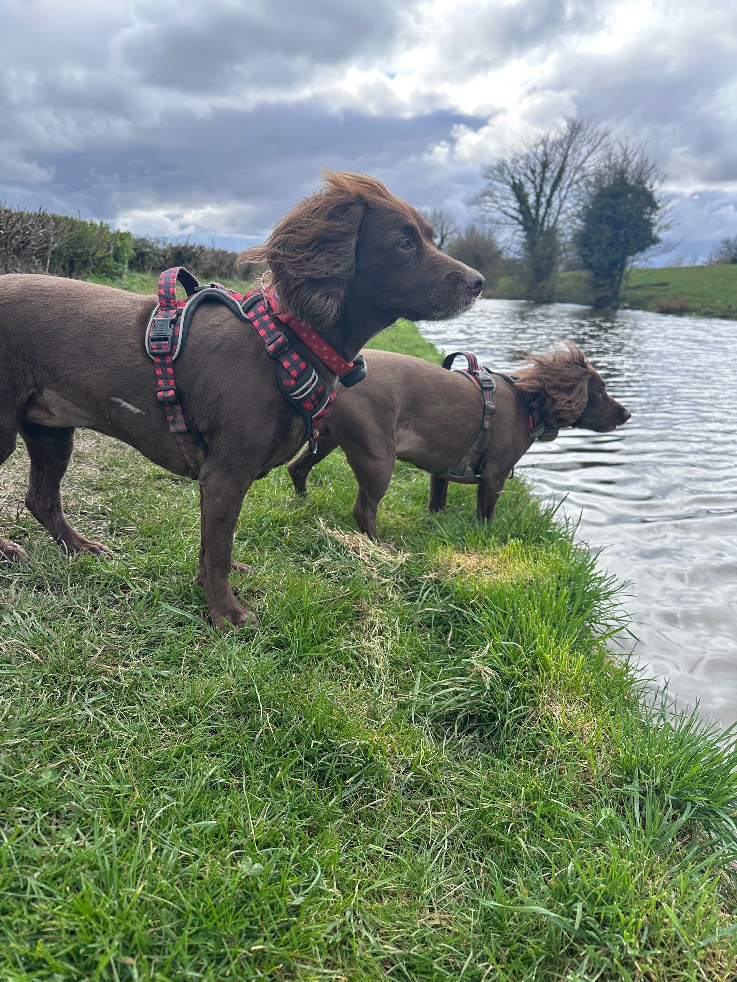 Two sprocker spaniels by the canal on a grey day