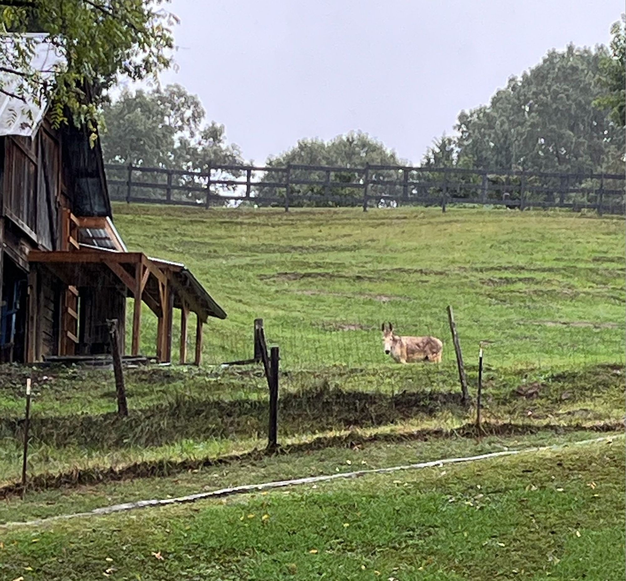 a green hillside in the rain, a row of trees along the top of the hill, and old wooden shed to the left, and a donkey standing in the field looking towards the camera