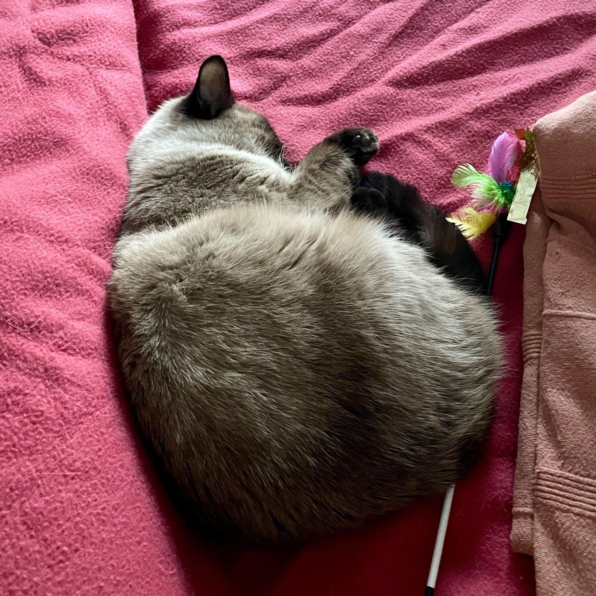 Odette qui dort roulée en boule, le dos collé à ma jambe au travers de la couverture en polaire framboise