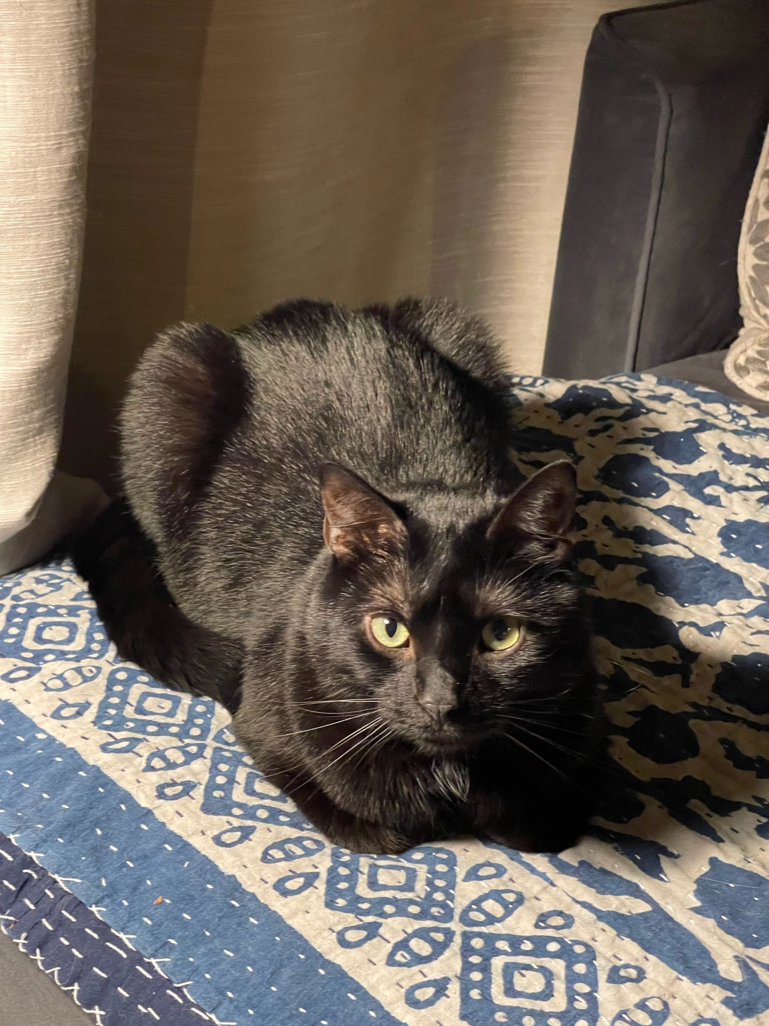 A black cat sits with its legs underneath it so it looks like a Cat Loaf.