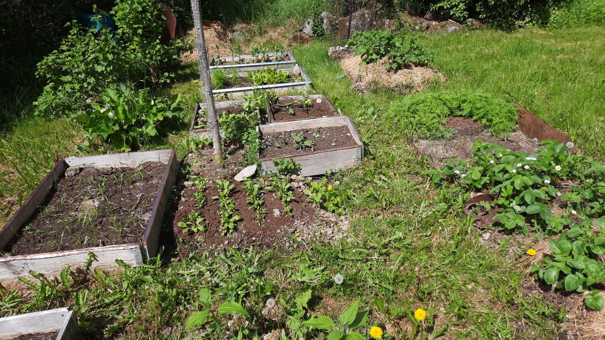 Vegetable garden