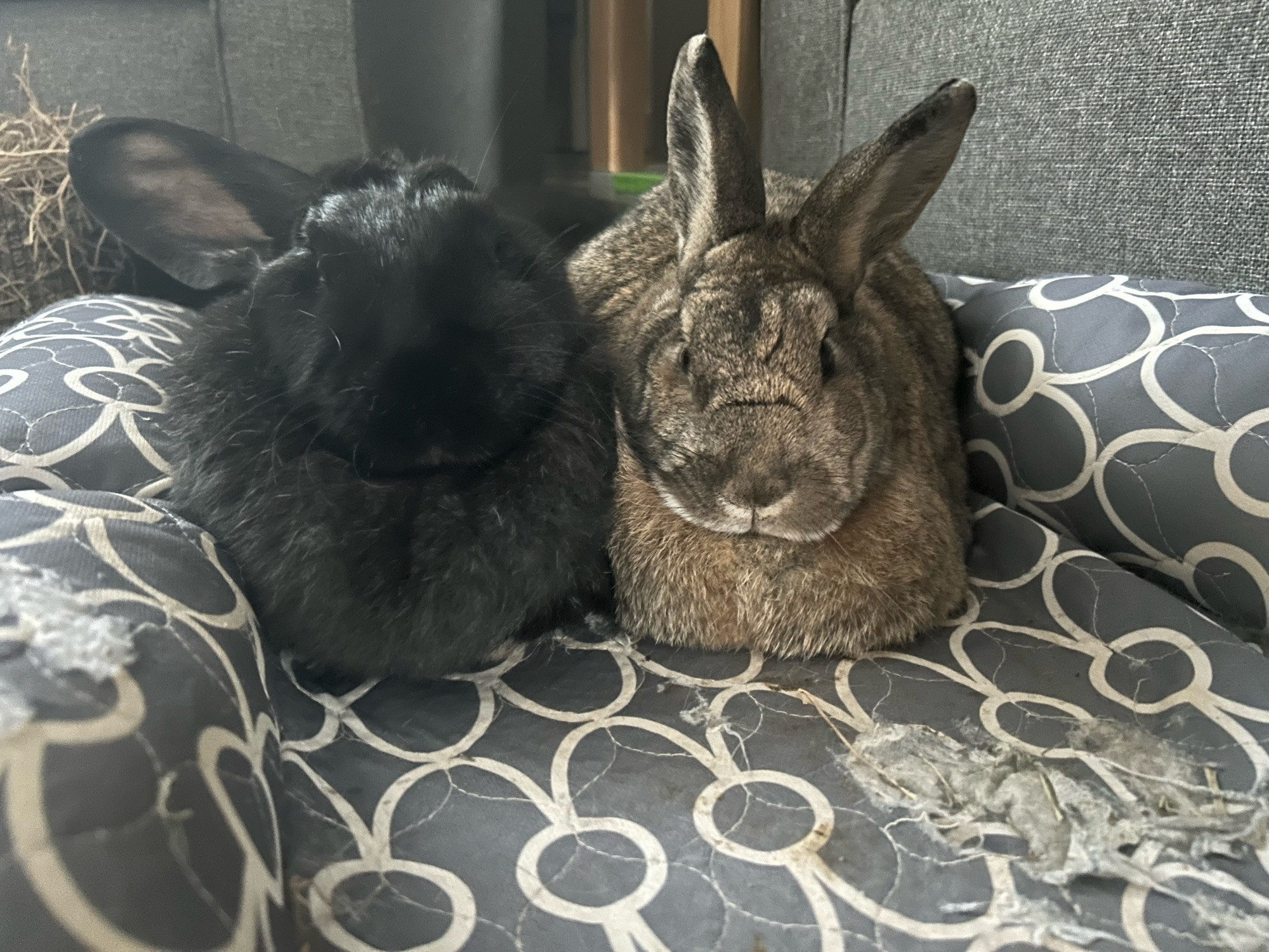 Bunny level front view of Duchess and Bramble just vibin in my lounge on their flop blanket