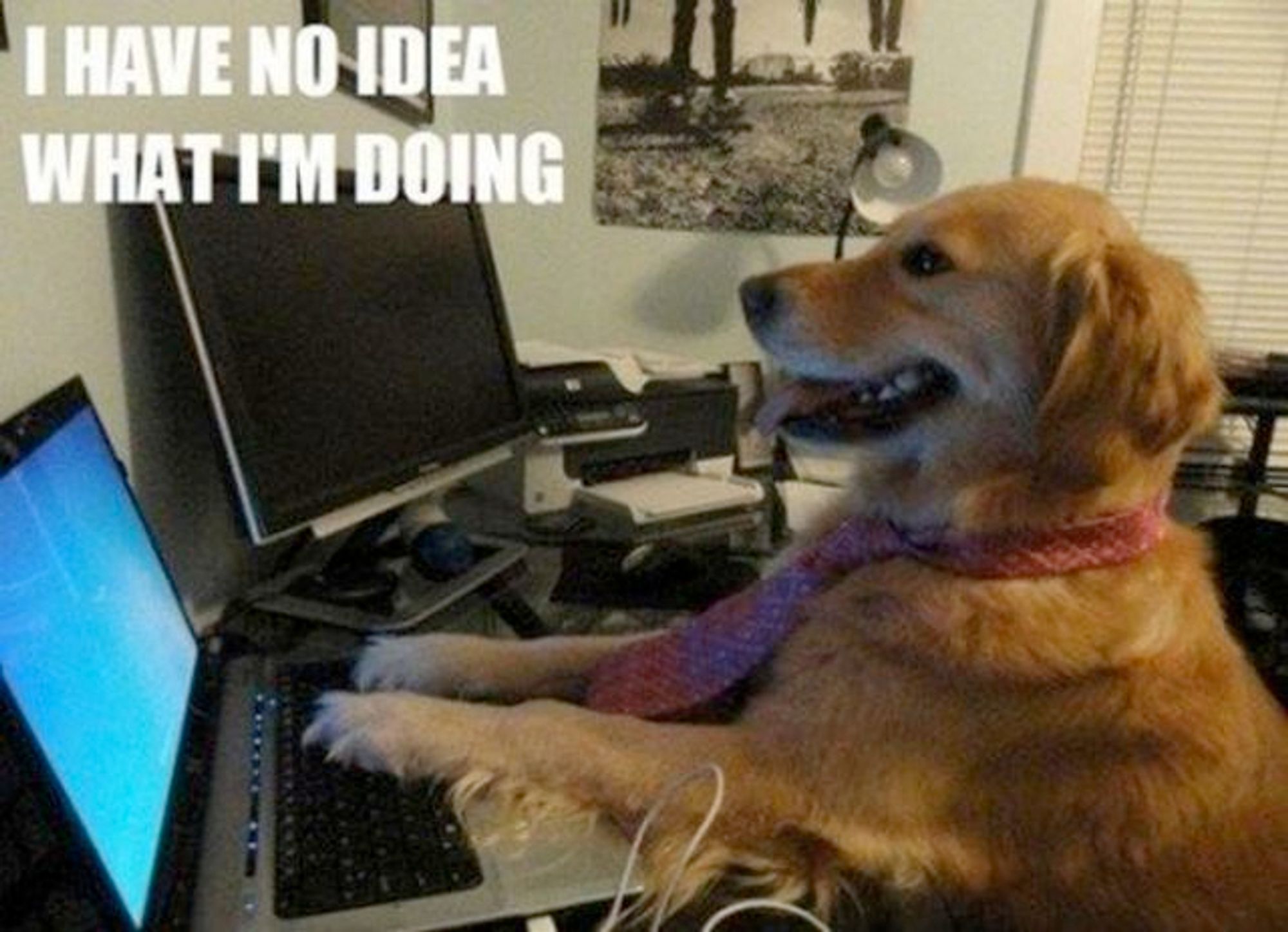 The good ol' "I have no idea what I'm doing" meme, with the dog wearing a tie, sitting on a chair, smiling at a laptop screen, and its two front paws on the keyboard.