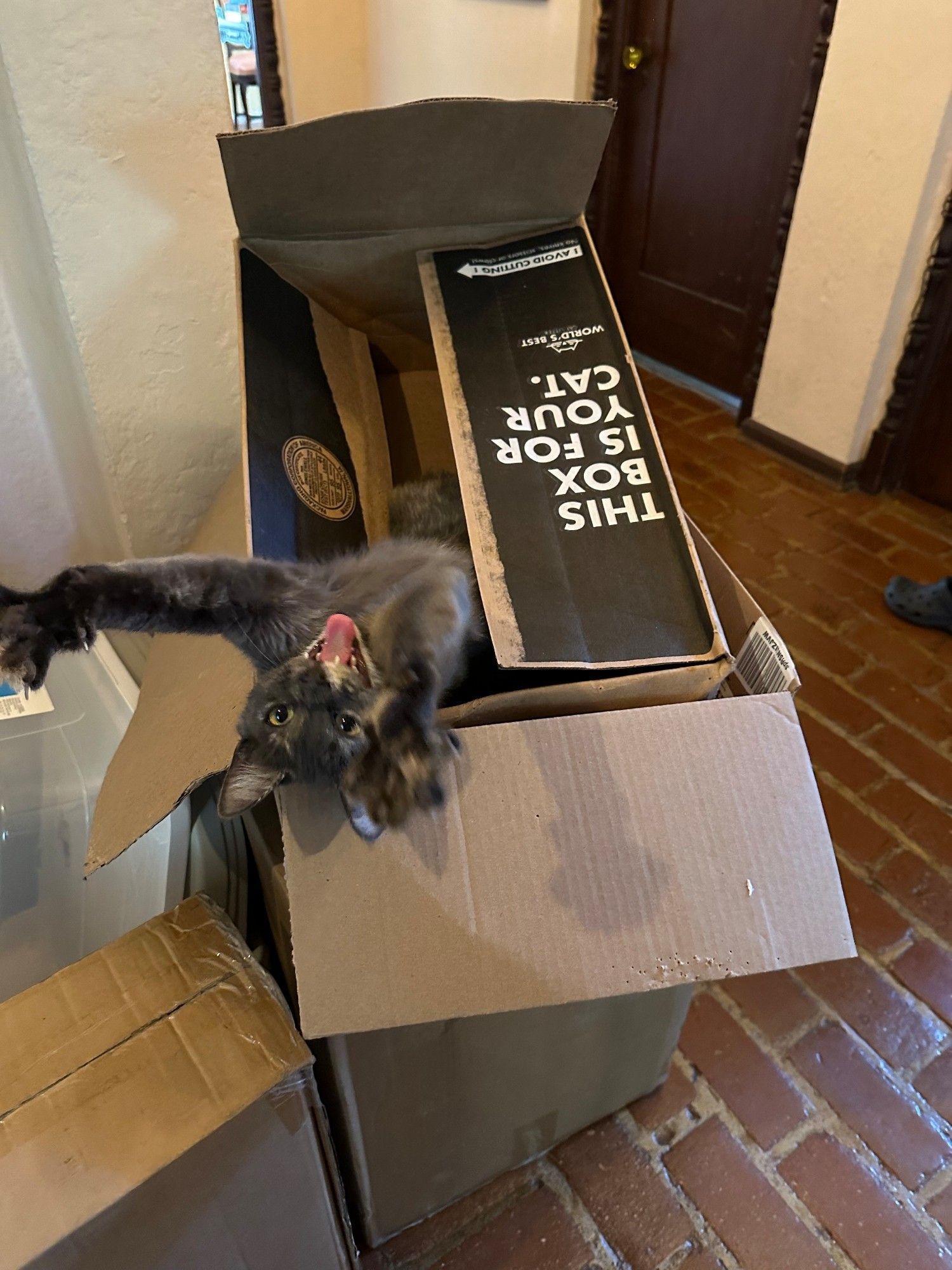 A cat in a box that looks like it's screaming on a roller coaster 🤣