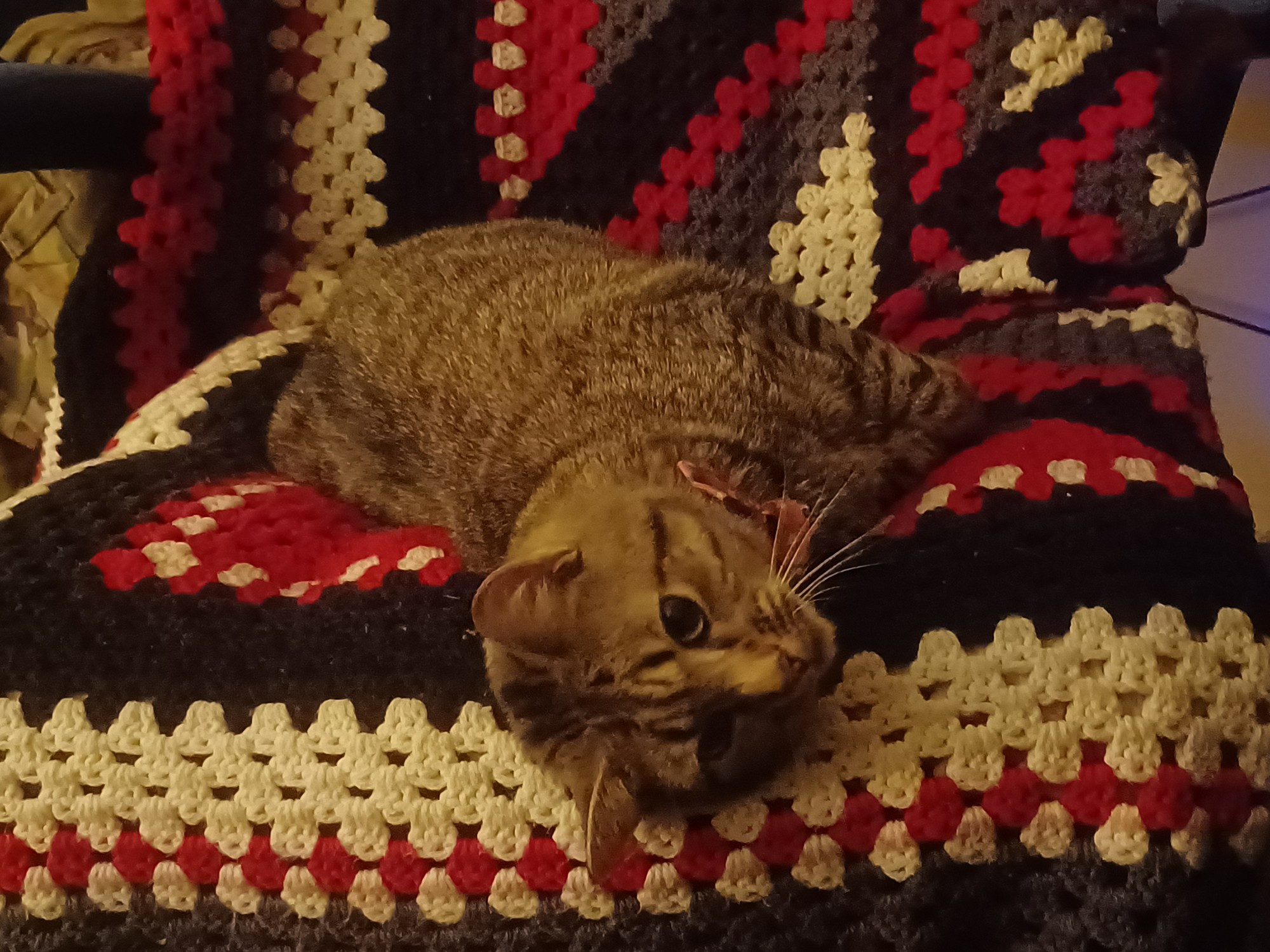 A picture of a brown tabby wearing a red bowtie laying on a black, white, and red crocheted blanket. He is looking towards the camera.