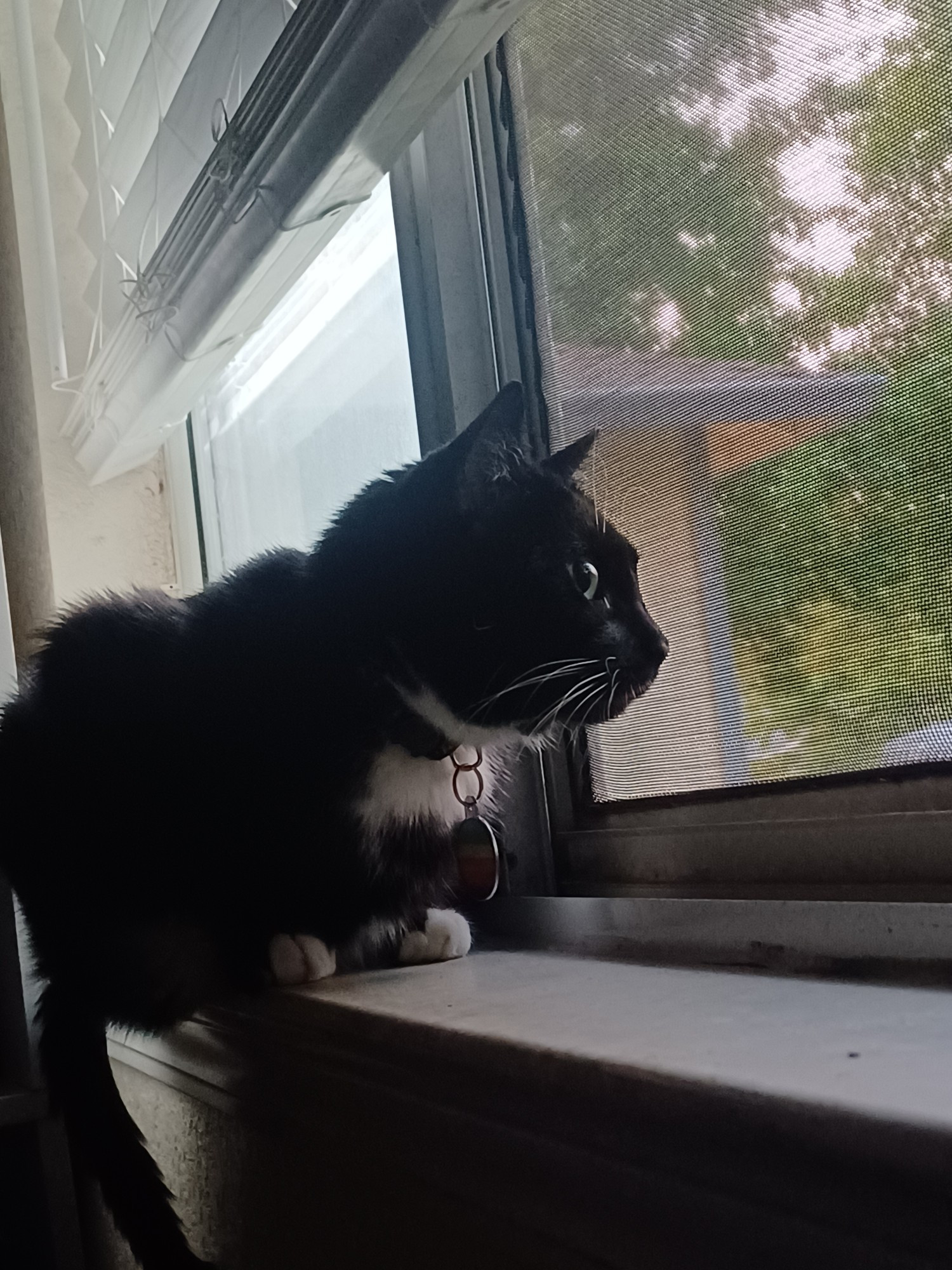 A tuxedo cat gazing out a window