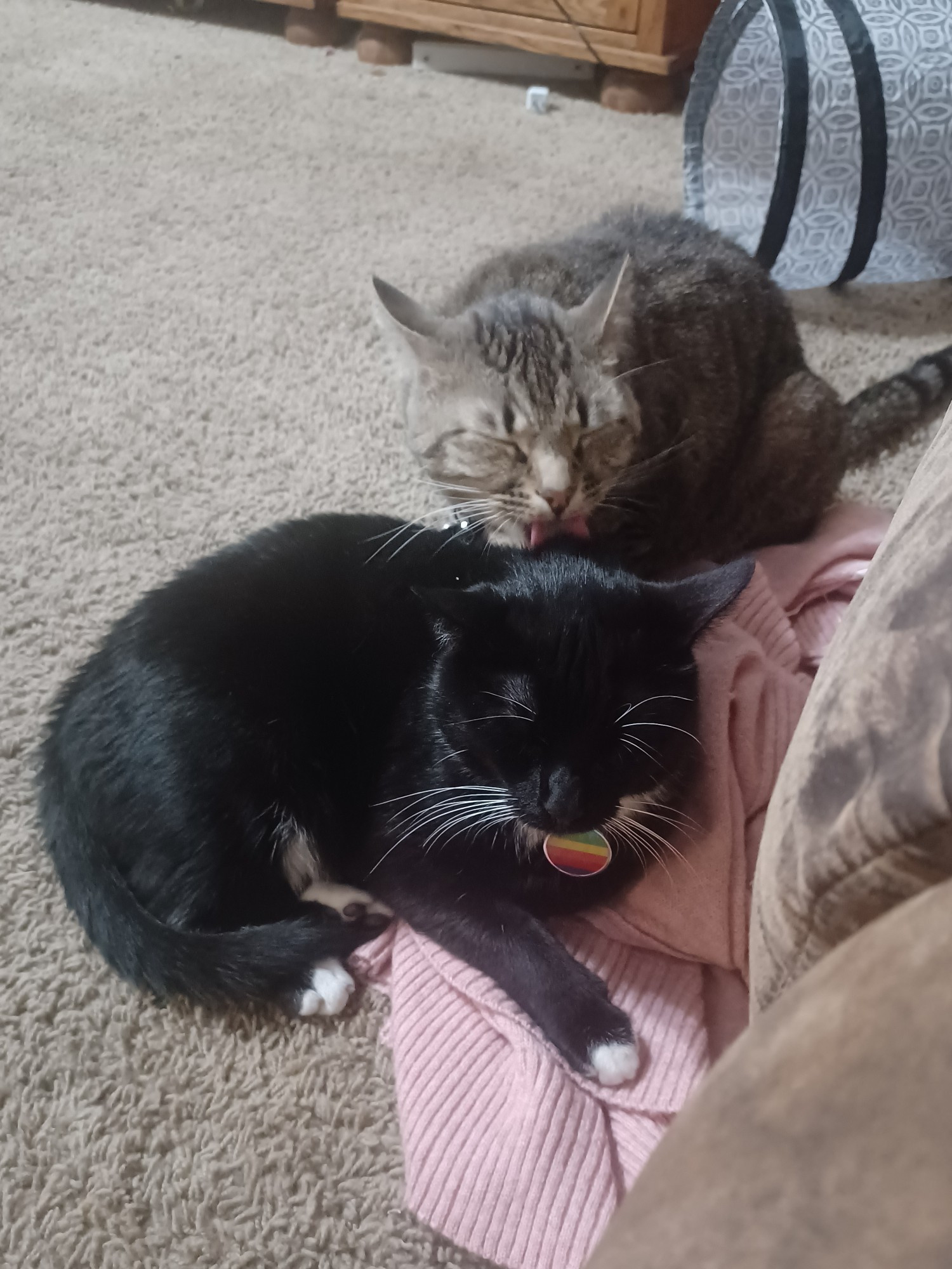 A tuxedo cat getting his head licked by a brown tabby cat