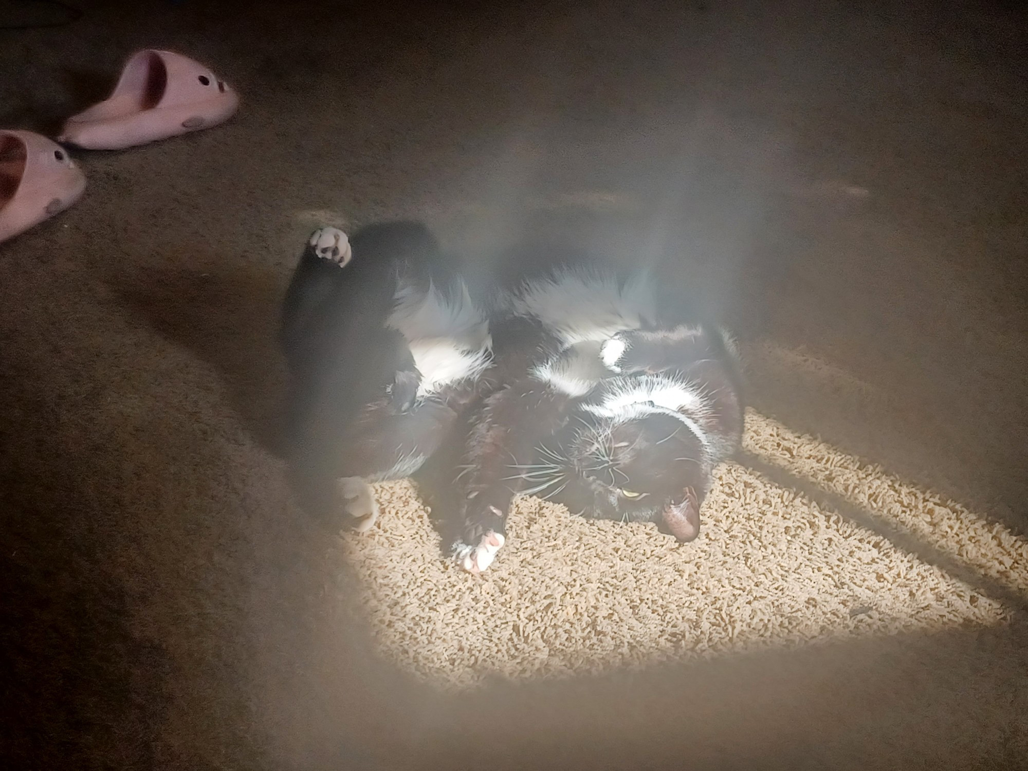 A tuxedo cat laying belly-up in a sunbeam. The light creates glares off of his white patches