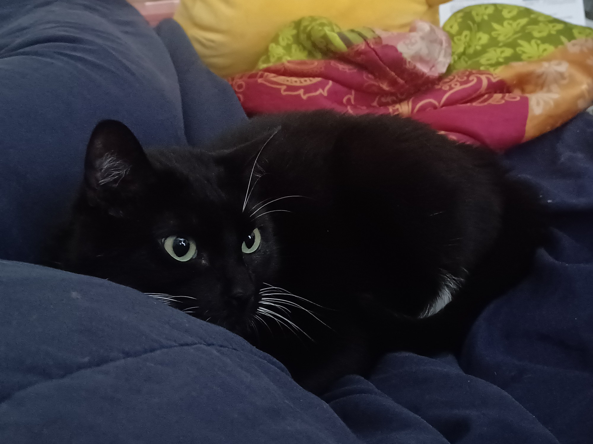 A tuxedo cat with wide green eyes laying on a blue blanket 