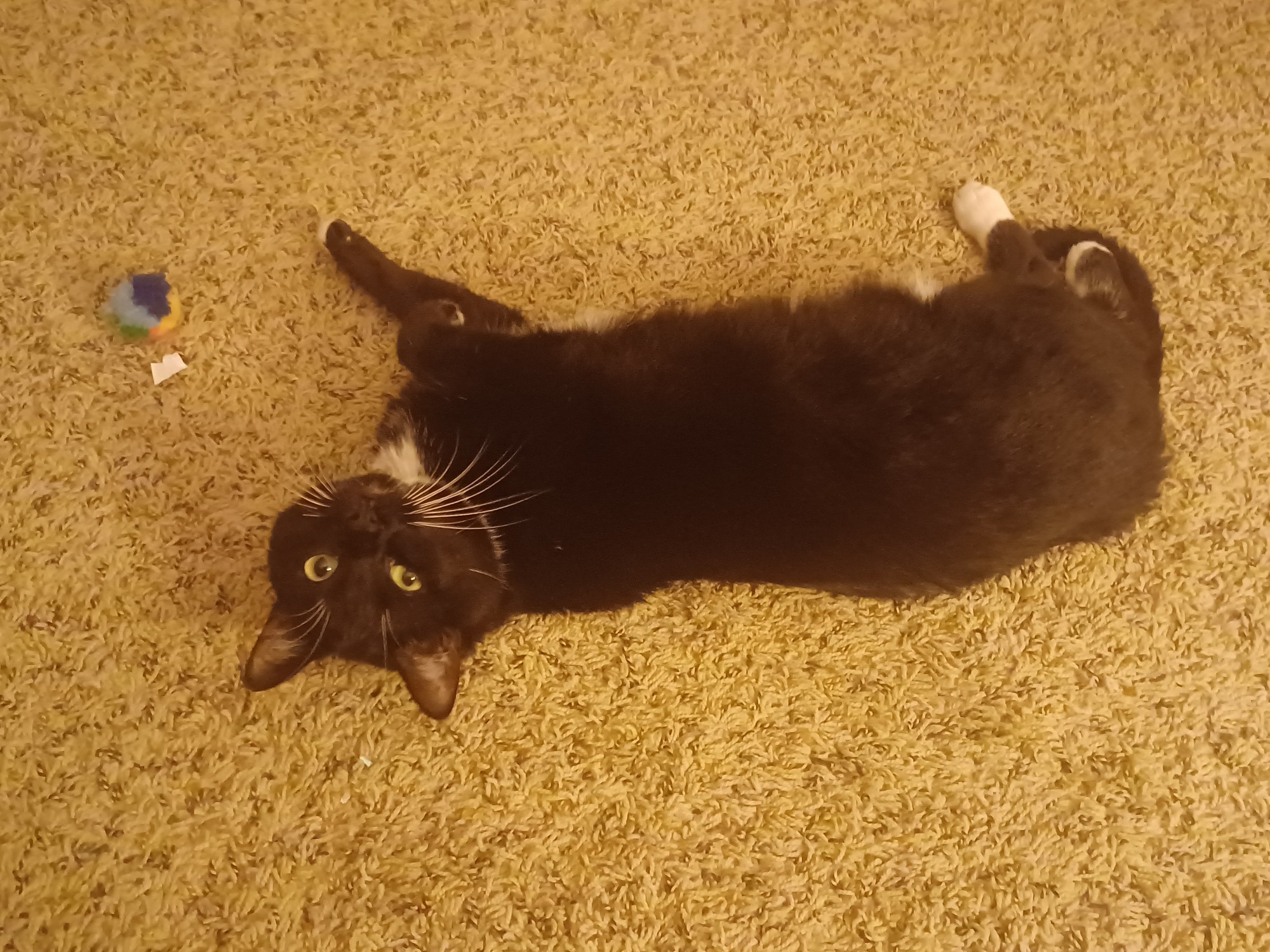 An image of a tuxedo cat laying on his back on the carpet, looking towards the camera. He's got a silly expression.