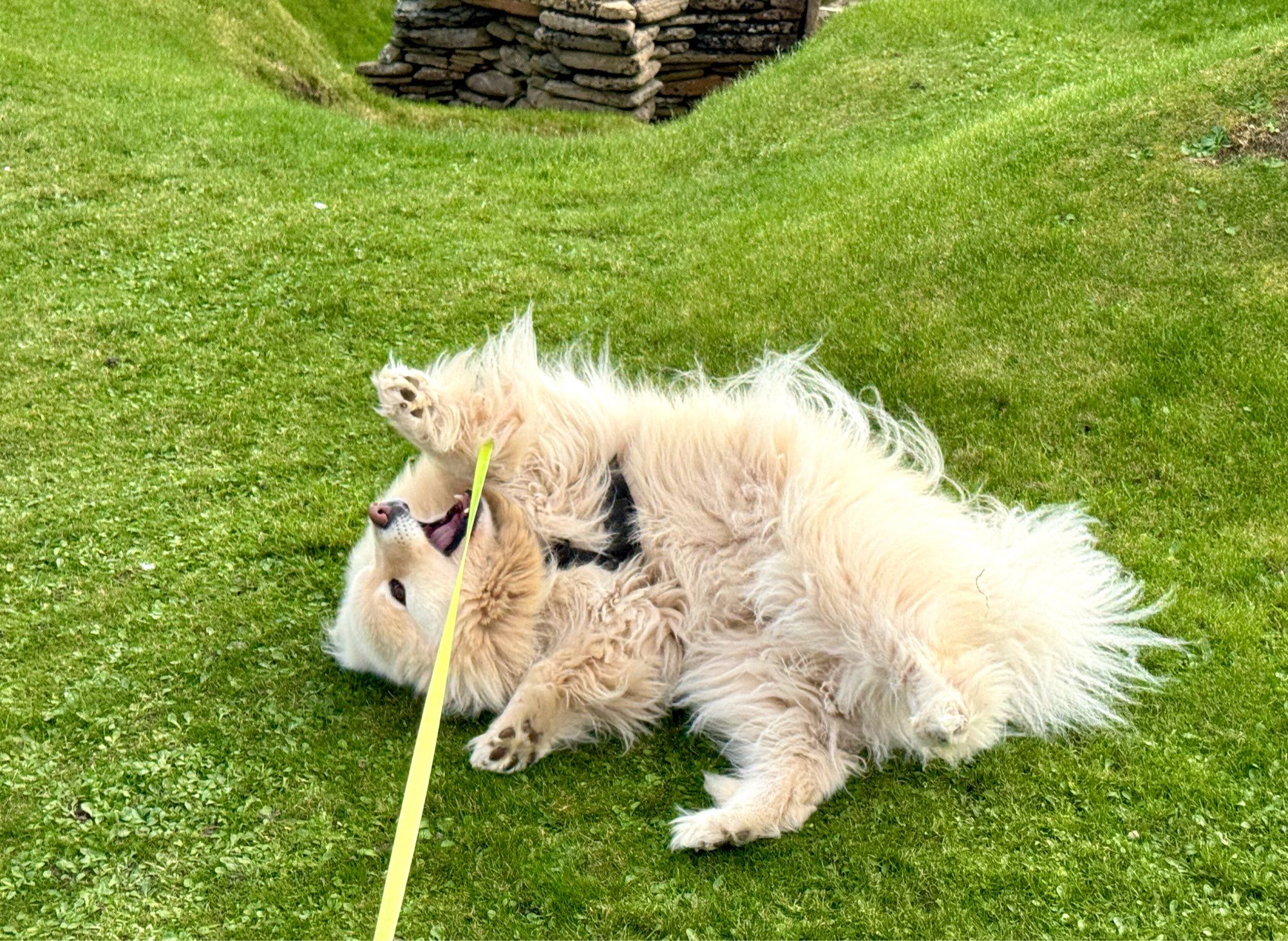 koru is bored with archaeology and is now rolling around like an oaf on the grass with bits of skara brae stone house in the background