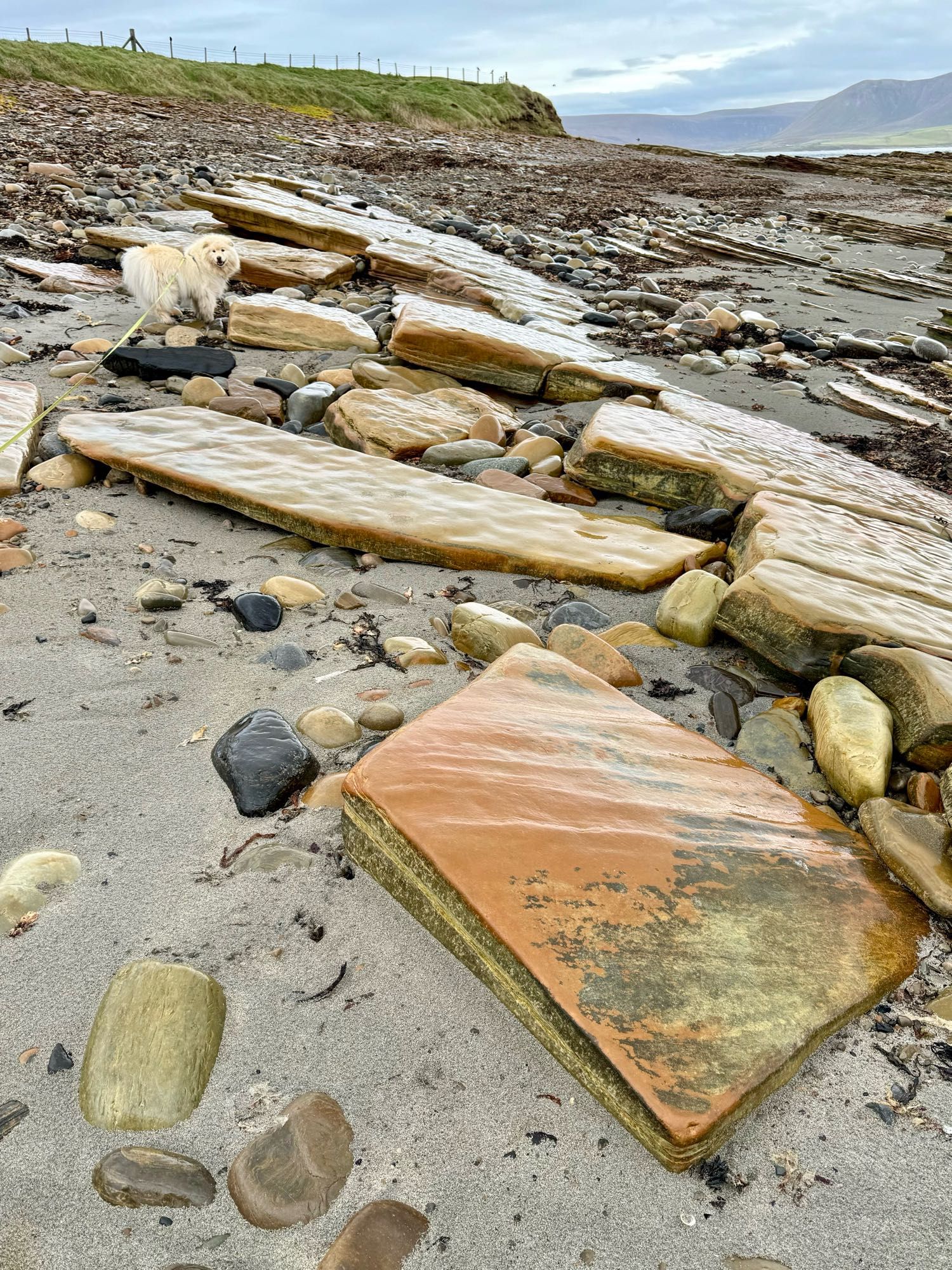 big geometric slabs of yellow/orange rock on a stoney beach  the one nearest to the camera looks a bit like a sandwich    koru the dog is in the distance looking back at me