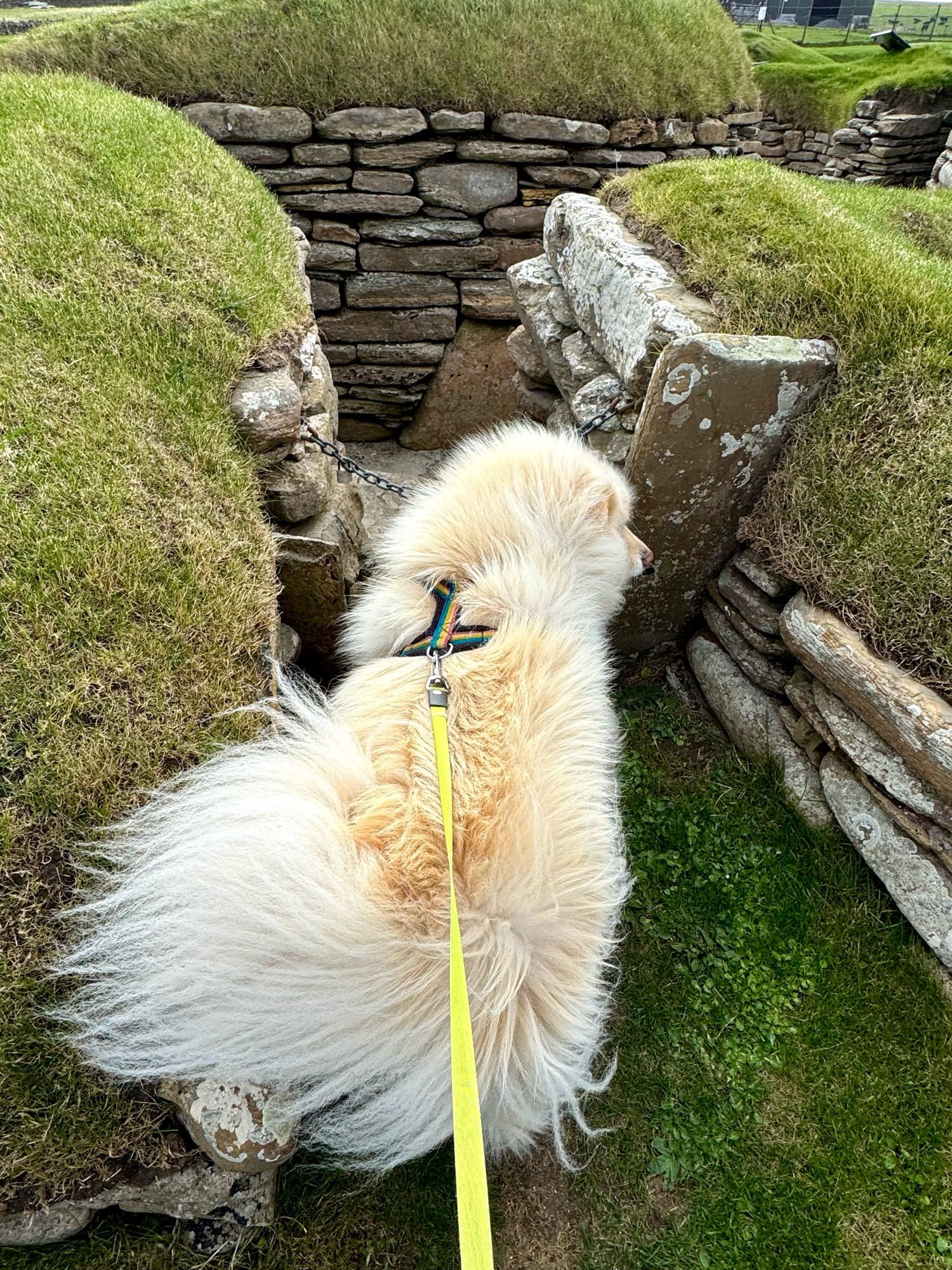 koru peeking into one of the skara brae houses