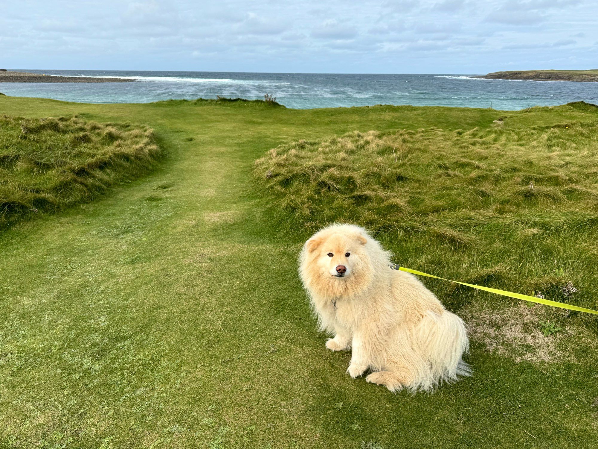 koru posing on the grass near skara brae with the sea in the background