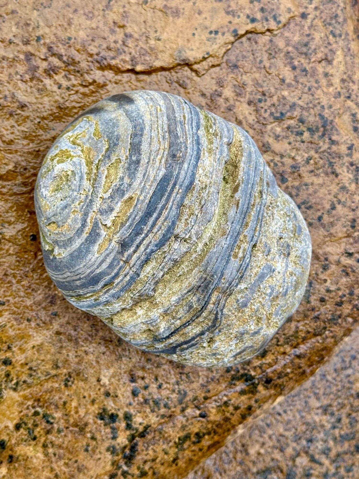 a very pleasing grey oval stone with bands of black rock all round it - the black rock must be harder as some of the grey stone has worn away between the stripes of black