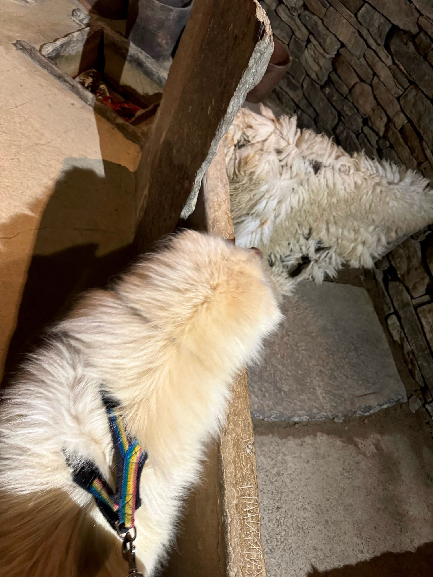 koru the fluffy cream dog checks out a sheepskin that looks very like him in a recreation of the skara brae houses on orkney