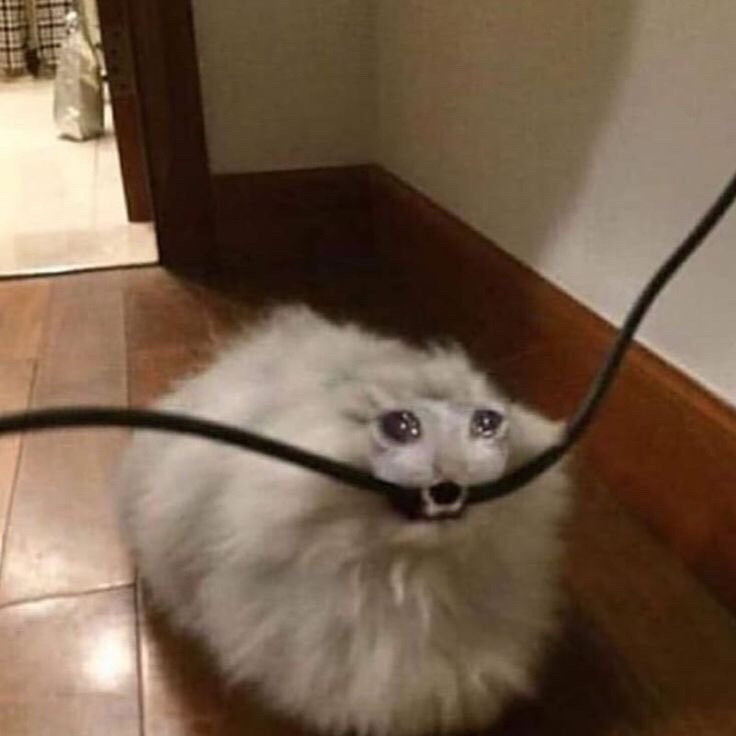 A loaf shaped cat with watery eyes chewing on a power cable