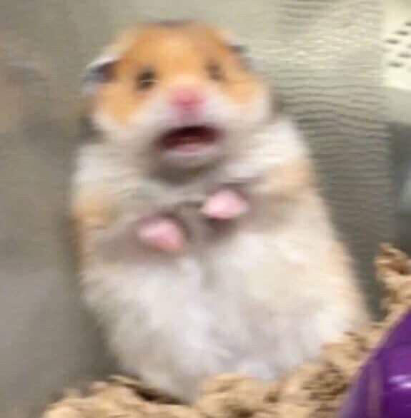 A blurry picture of a shocked/scared hamster