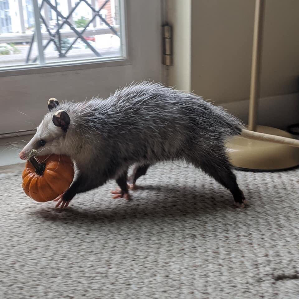 An opossum walking with a tiny pumpkin in its mouth.