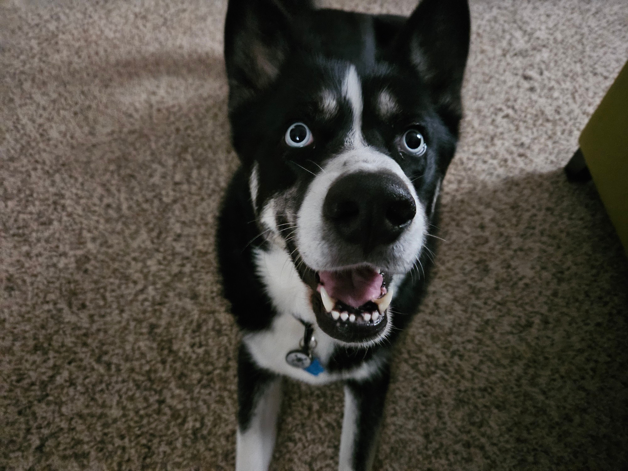 A black and white Shepsky laying down on a carpet while looking up into the camera. He has light blue eyes and looks like he's smiling. 