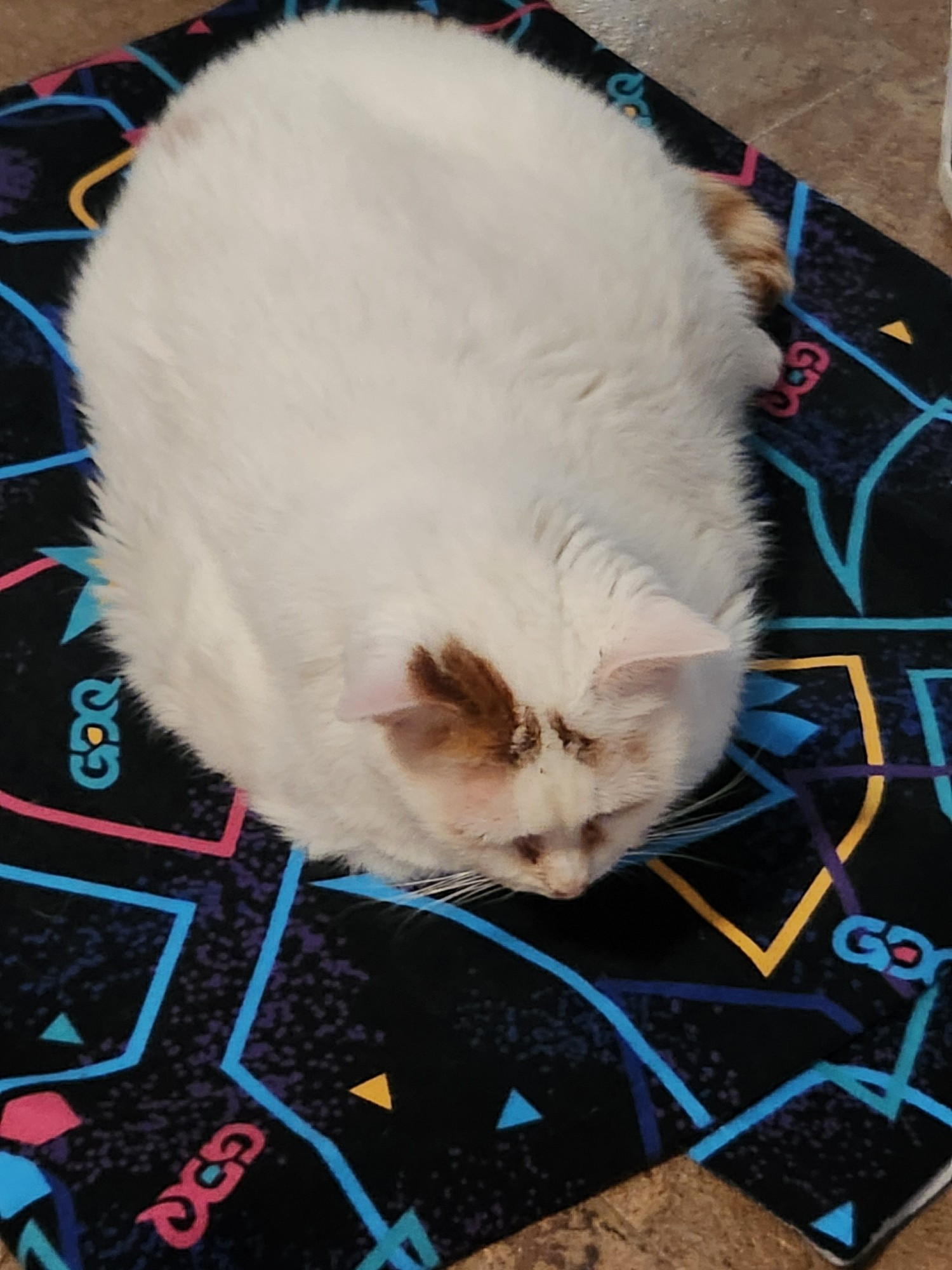 A white cat lays on a folded up arcade throw