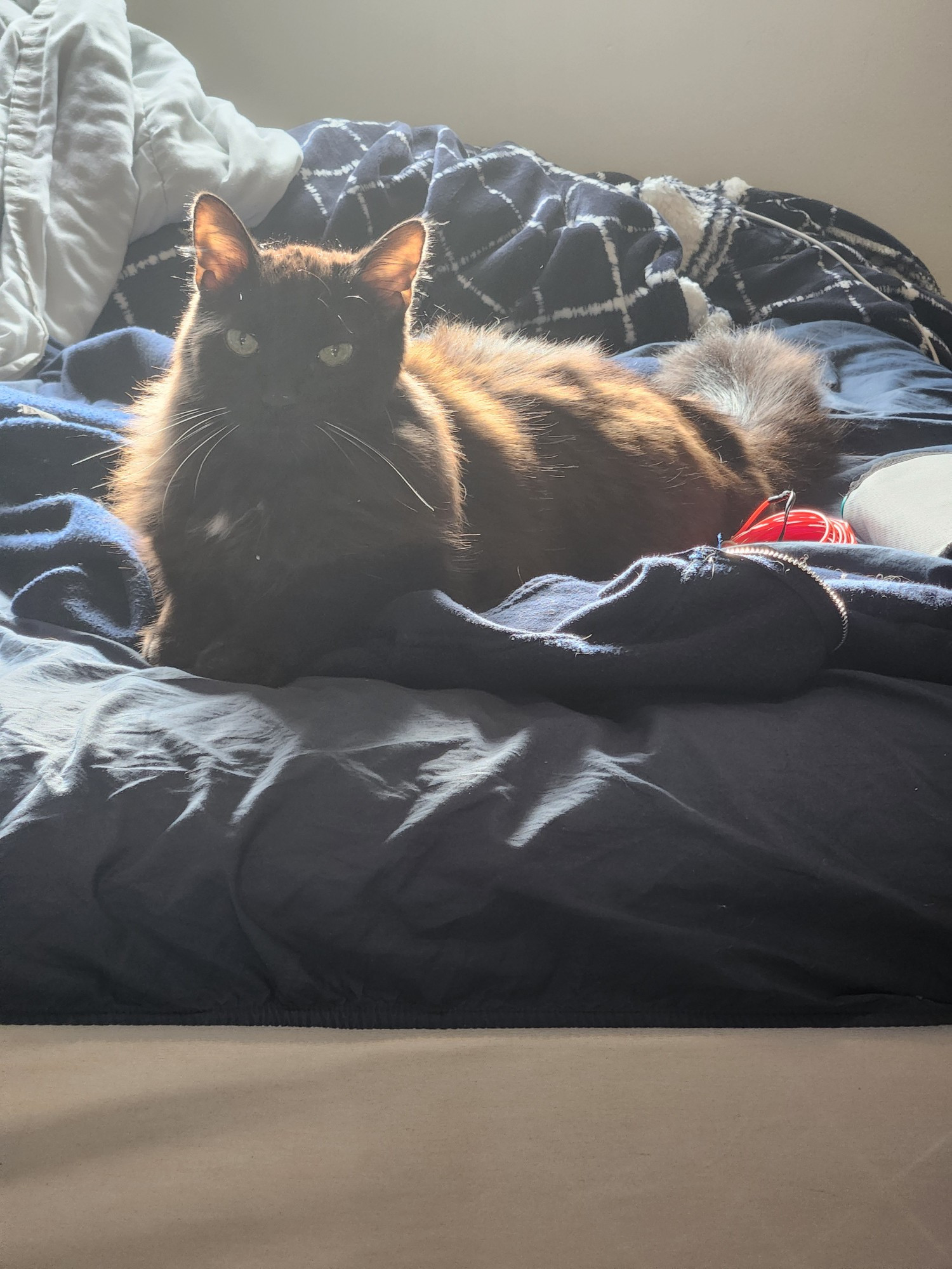 A black cat lounges on the bed in the sun