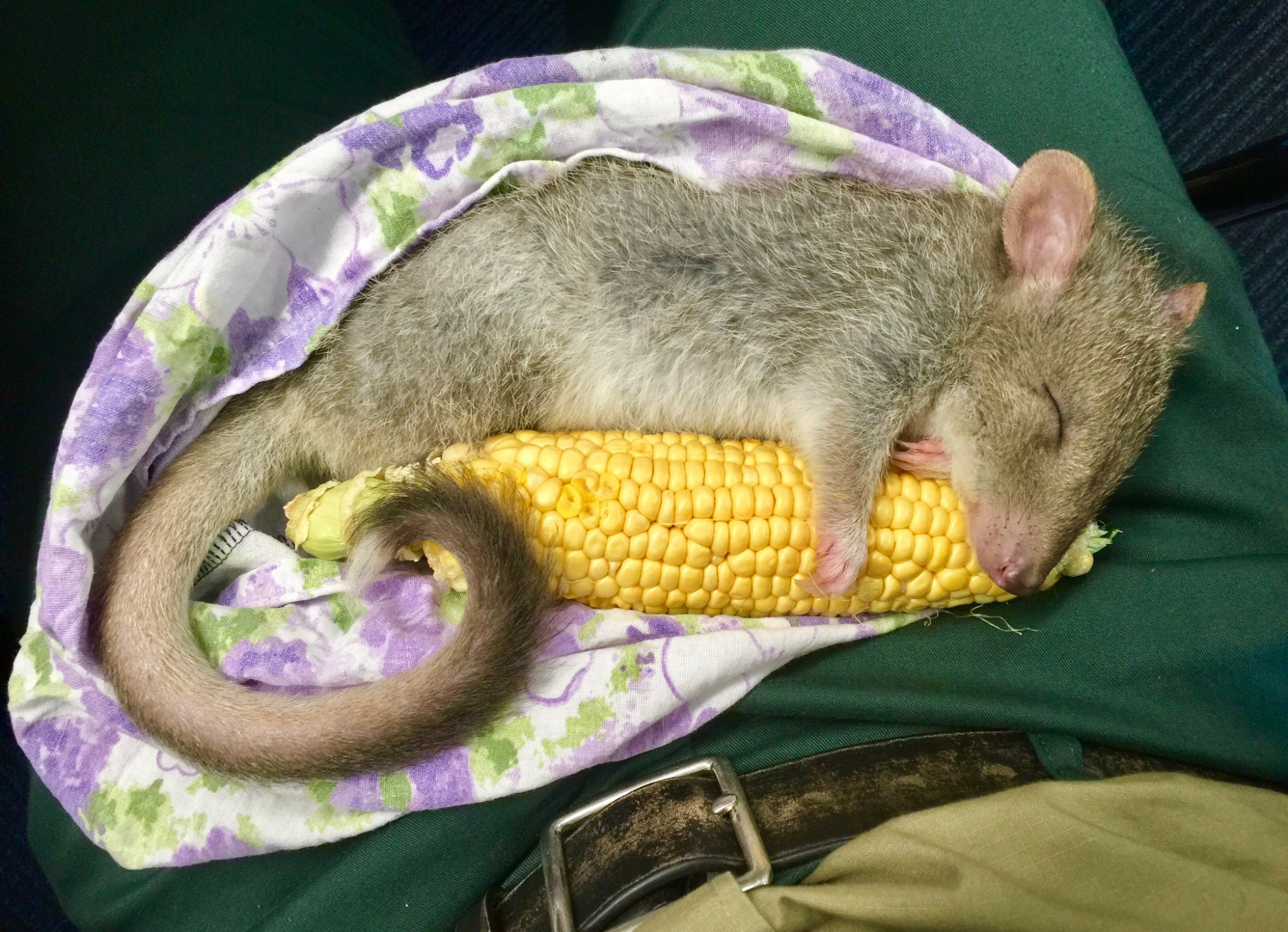 Australian marsupial called a bettong fallen asleep on the job clutching dinner.