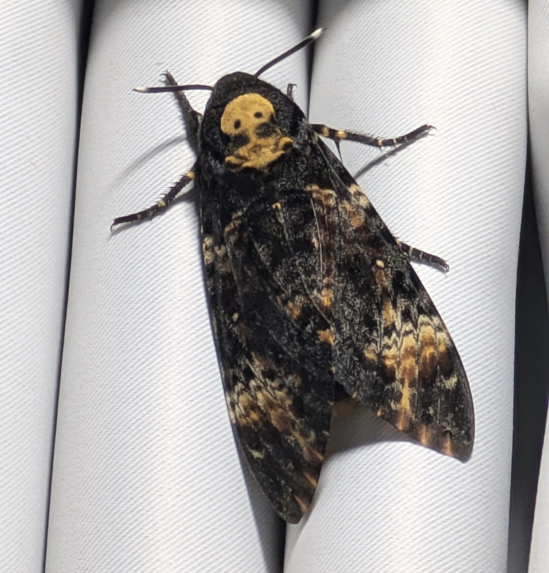 Uma mariposa-caveira numa cortina cinza. A mariposa caveira tem um desenho na cabeça que lembra uma caveira dourada, mas mais parece um cogumelo nuclear. Nas asas, é maioritariamente preta, com detalhes em dourado em zig-zag, espalhados por quase toda a asa. As antenas são pretas de pontas brancas. Ela mede quase 10 centímetros.