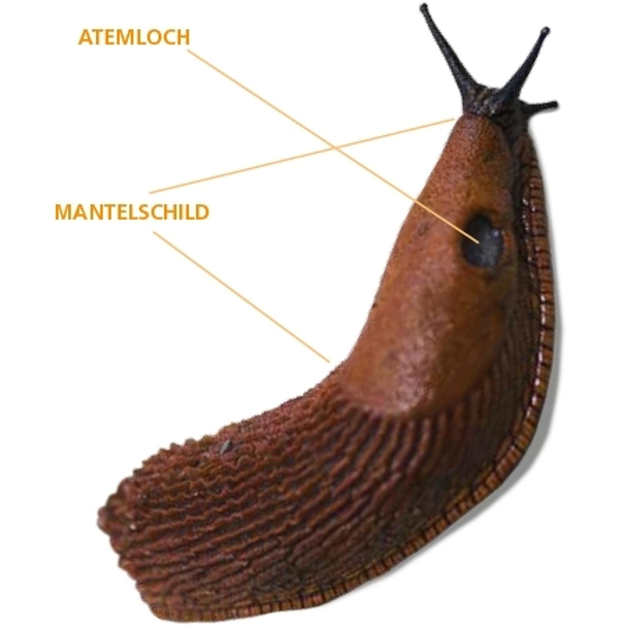 Bild einer Nacktschnecke. Mantelschild und Atemloch haben eine erklärende Beschriftung
