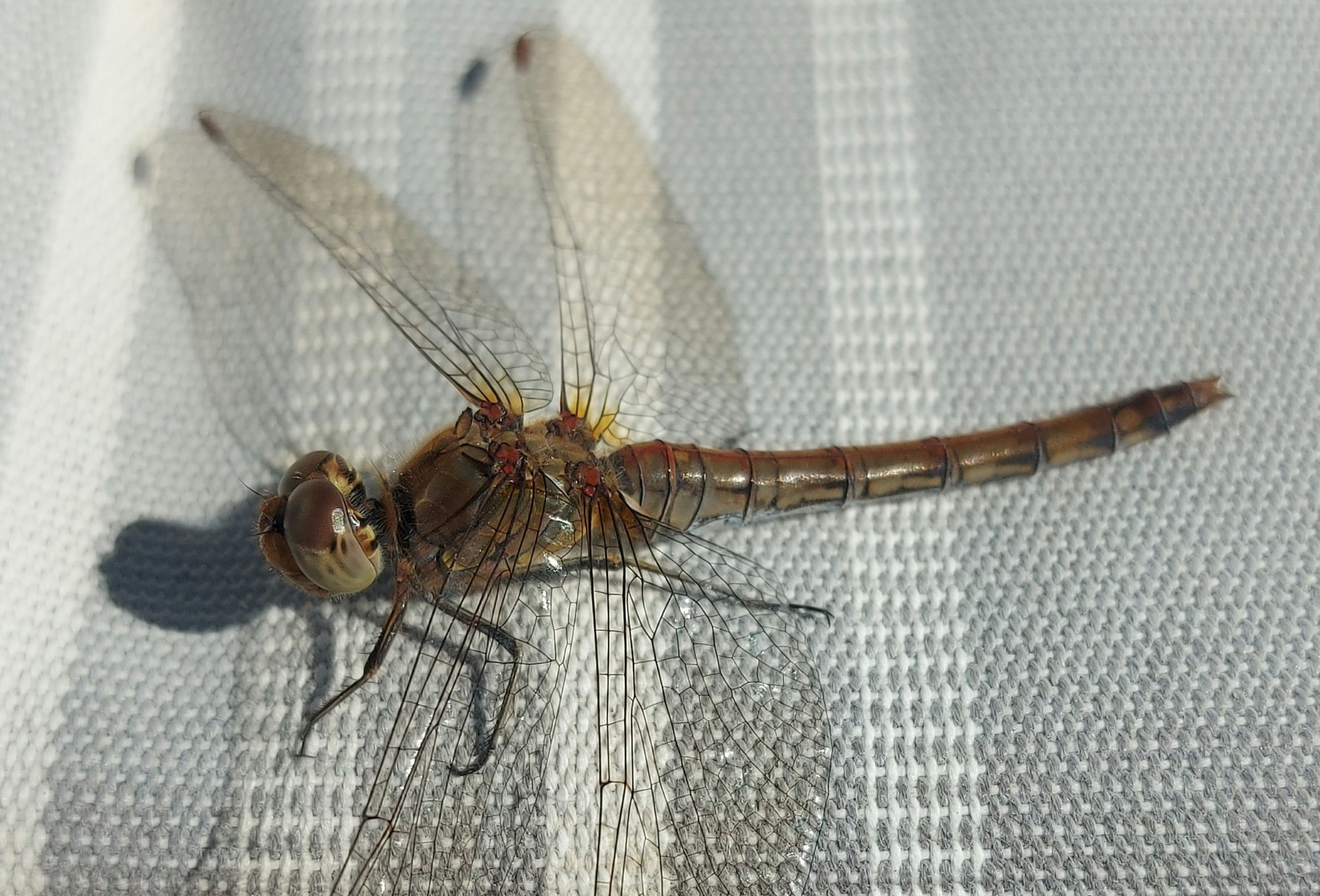 Eine Libelle in Seitenansicht auf grobem Stoffgewebe eines Strandkorbes