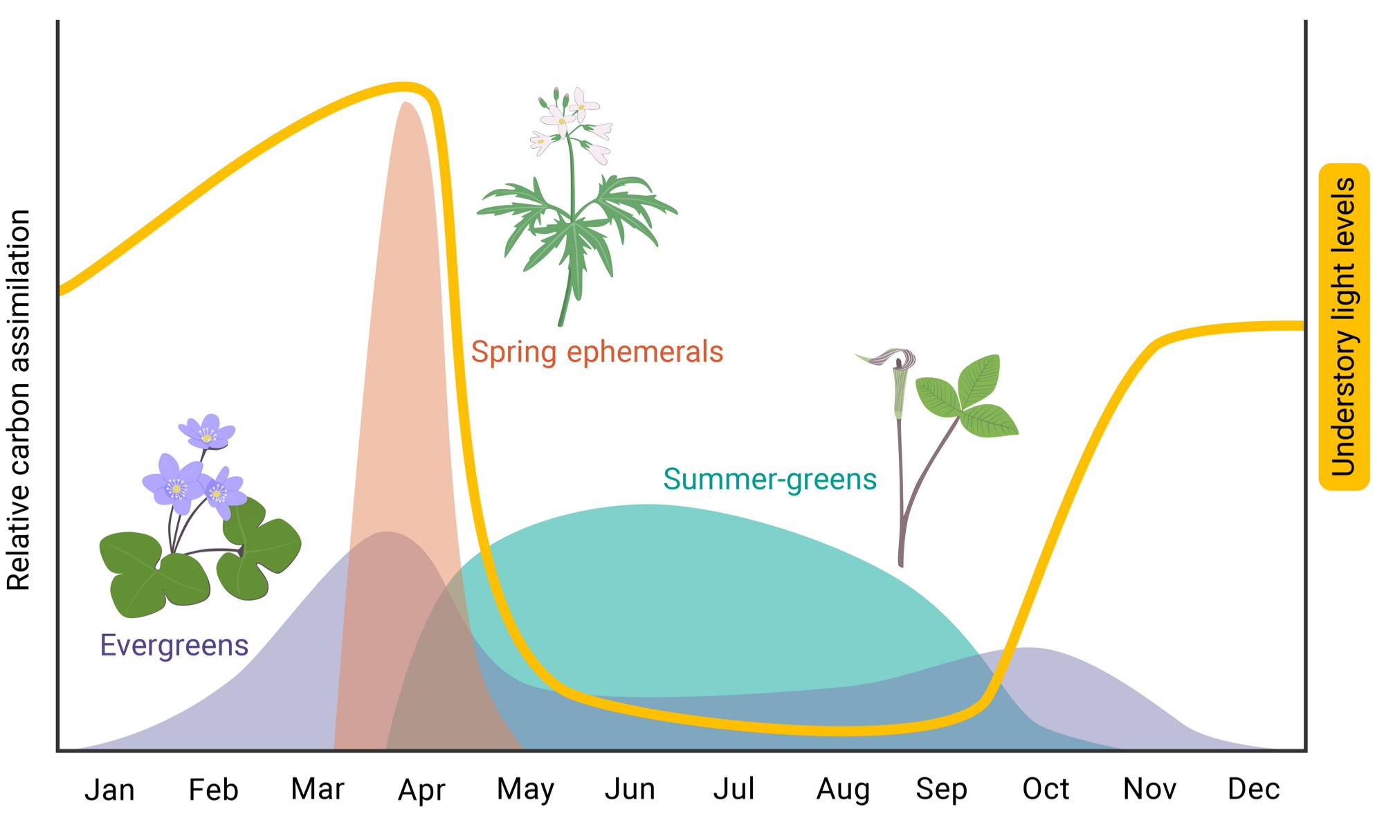 Conceptual figure illustrating differences in seasonal distributions of photosynthetic activity (carbon assimilation) for temperate herbs with differing phenological syndromes (evergreens [purple], spring ephemerals [pink], summer greens [blue]) relative to understory light levels (line). The shape and magnitude of these conceptual photosynthetic activity curves may vary within and among species. For example, summer-green species vary in their relative proportion of early-spring photosynthetic gain that occurs before overstory tree canopy closure. From: Benjamin R. Lee, Abby J. Yancy, and J. Mason Heberling. Phenological Escape and Its Importance for Understory Plant Species in Temperate Forests | International Journal of Plant Sciences: Vol 185, No 4