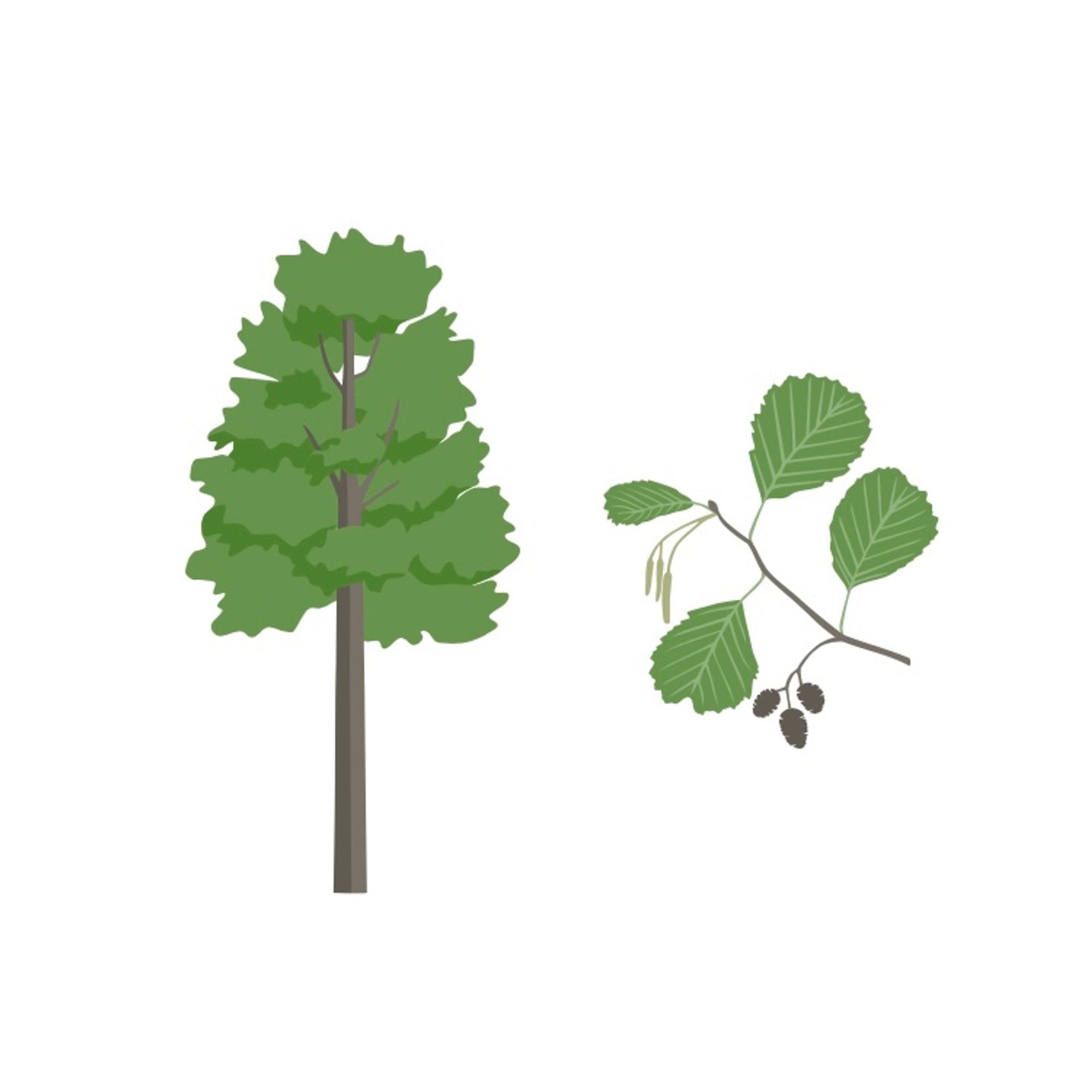 An illustration of black alder (Alnus glutinosa) tree and branch fragment with male and female flowers