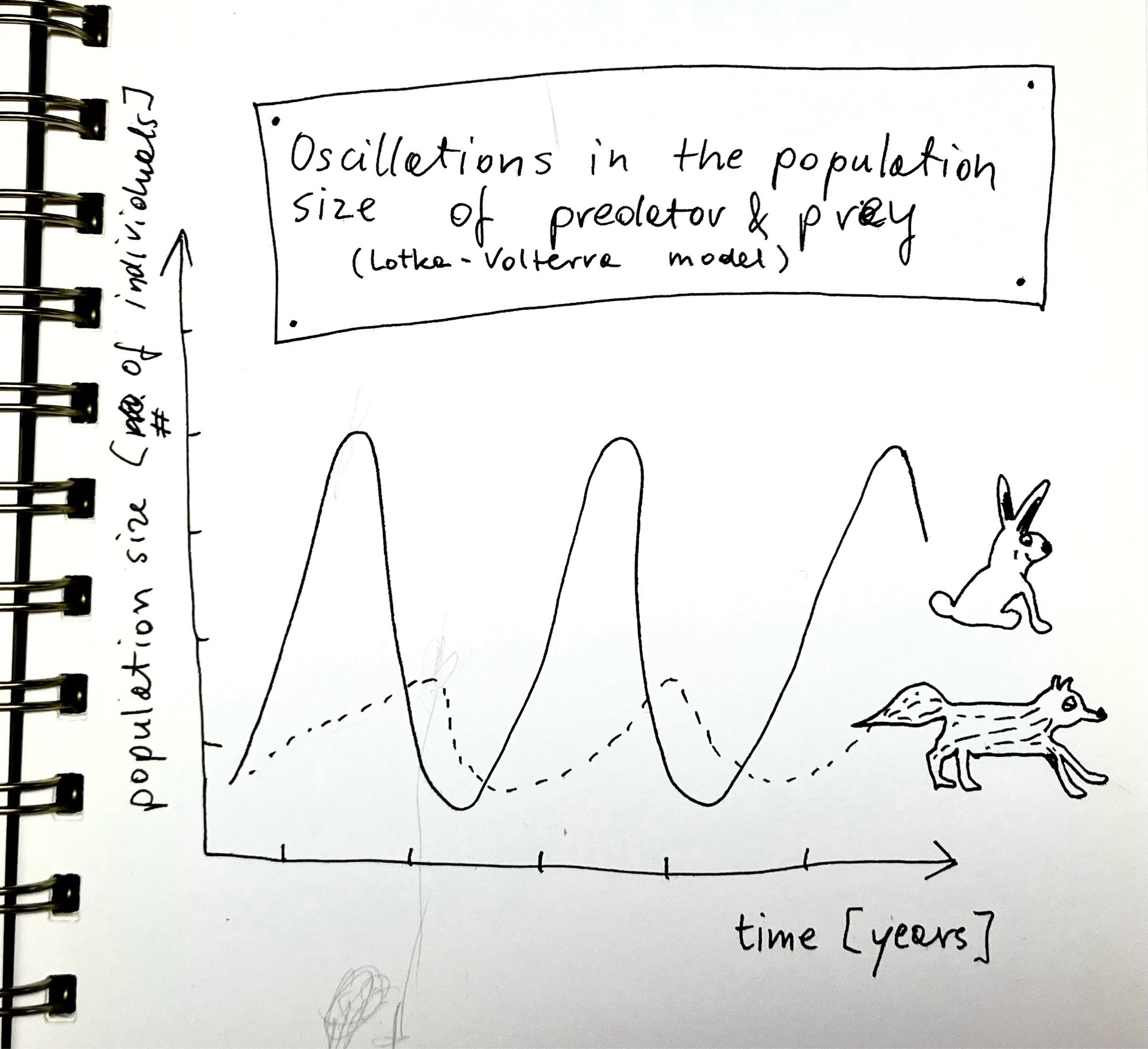 Oscillations in the population size of predator and prey (Lotka-Volterra model). A hand-drawn sketch in black ink. Population size is on the Y axis and time (years) on the X axis. Population sizes oscillate over time. The fox population peak appears a bit later than the rabbit peak. There are cartoonish drawings of a smiling rabbit and a fox with a heavy eyelid that serve as labels