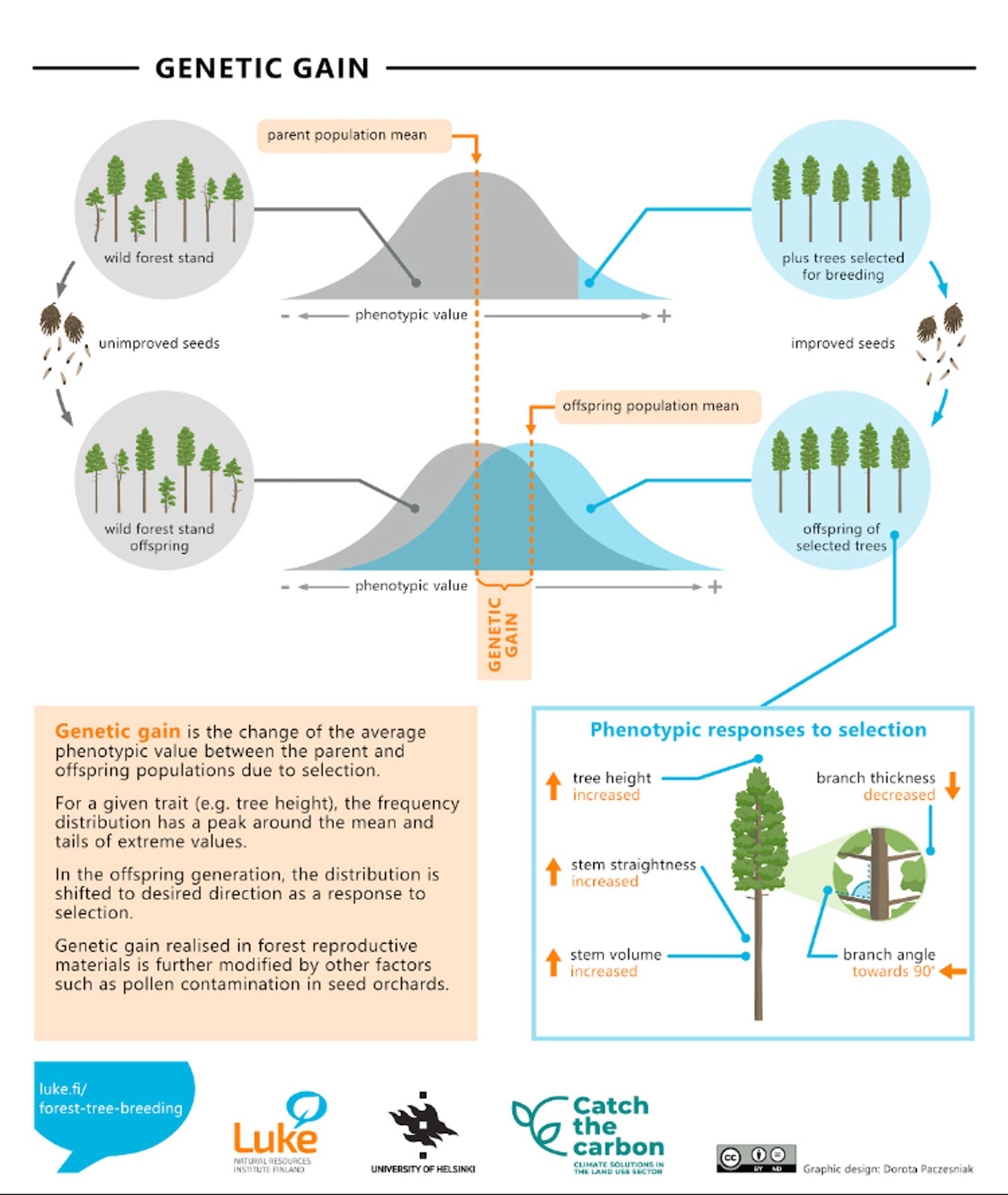 An infographic explaining the concept of genetic gain in the context of forest tree breeding. Genetic gain is the change of the average phenotypic value between the parent and offspring populations due to selection.