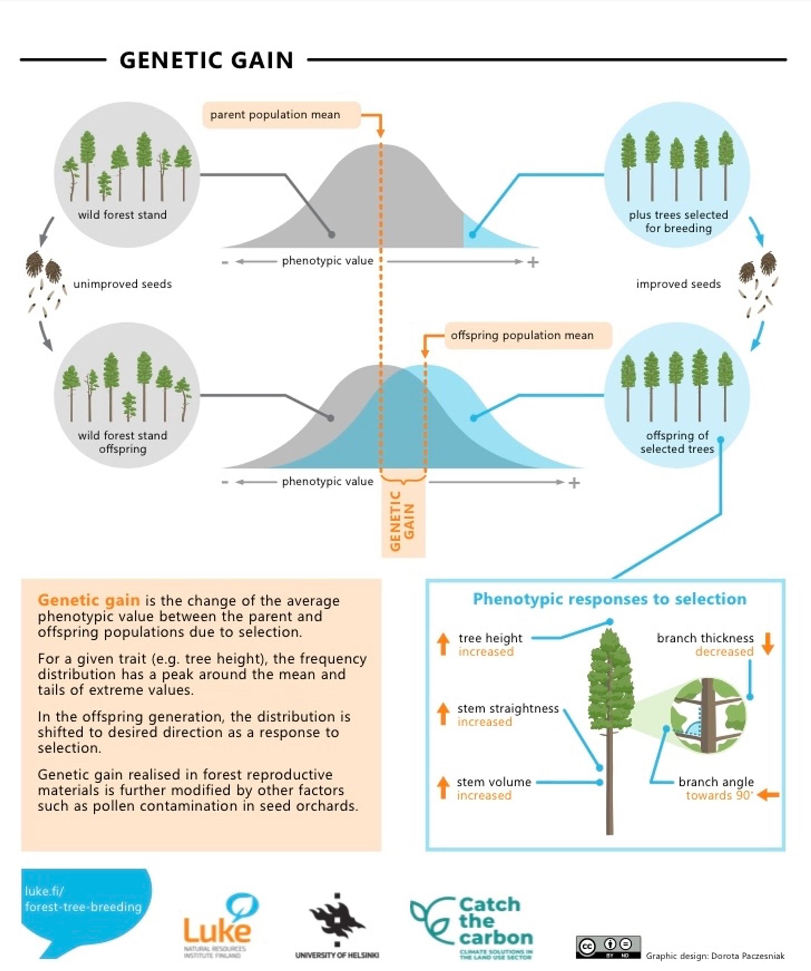 An infographic illustrating the concept of genetic gain. 
Genetic gain is the change of the average phenotypic value between the parent and offspring populations due to selection.
For a given trait (e.g. tree height), the frequency distribution has a peak around the mean and tails of extreme values.
In the offspring generation, the distribution is shifted to desired direction as a response to selection.
Genetic gain realised in forest reproductive materials is further modified by other factors such as pollen contamination in seed orchards.