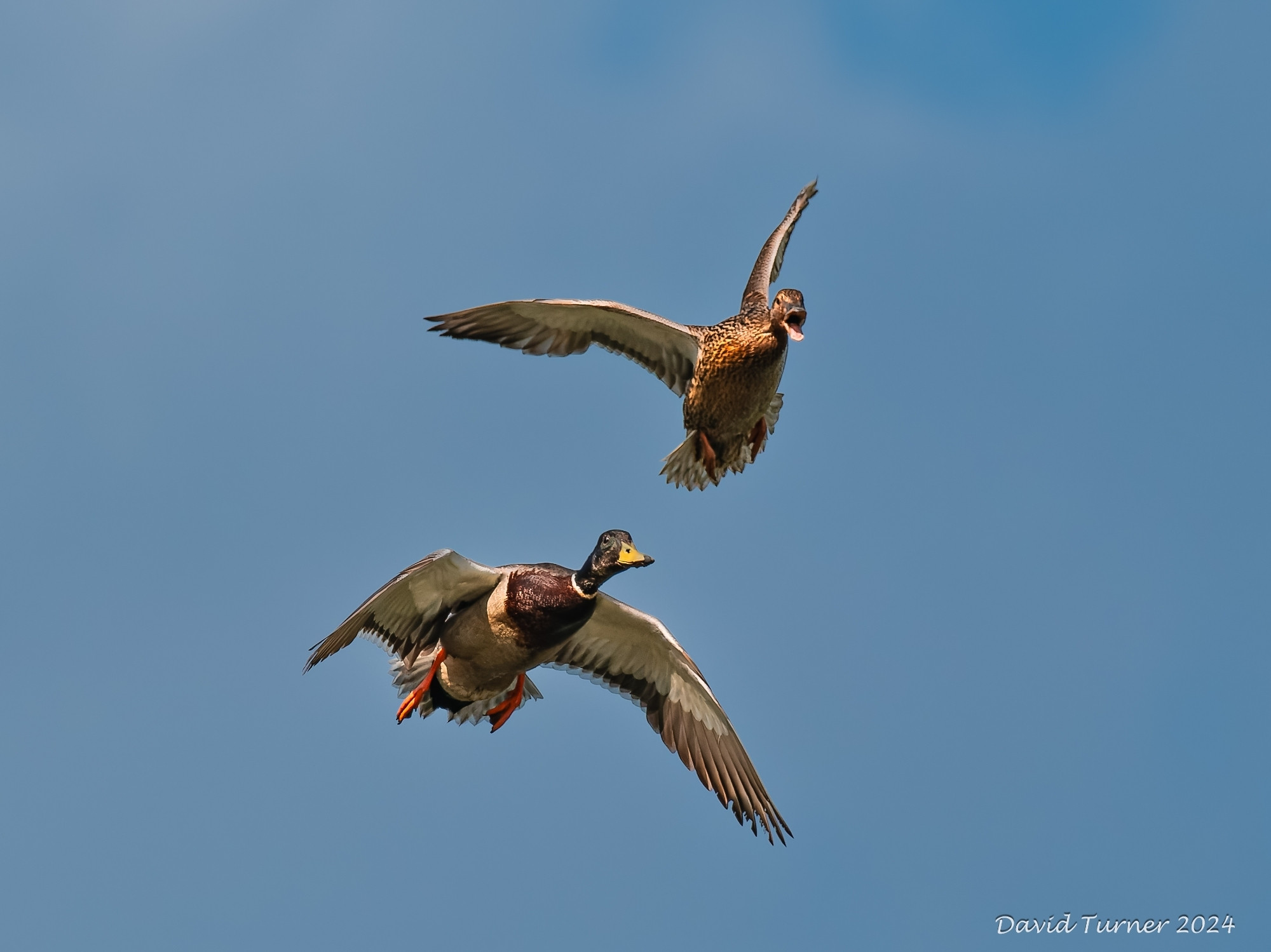 The picture shows two mallards in flight. A drake is slightly lower in the picture and looks a bit sheepish. Behind and above the drake is a female mallard with her mouth wide open as if she is giving the drake a piece of her mind