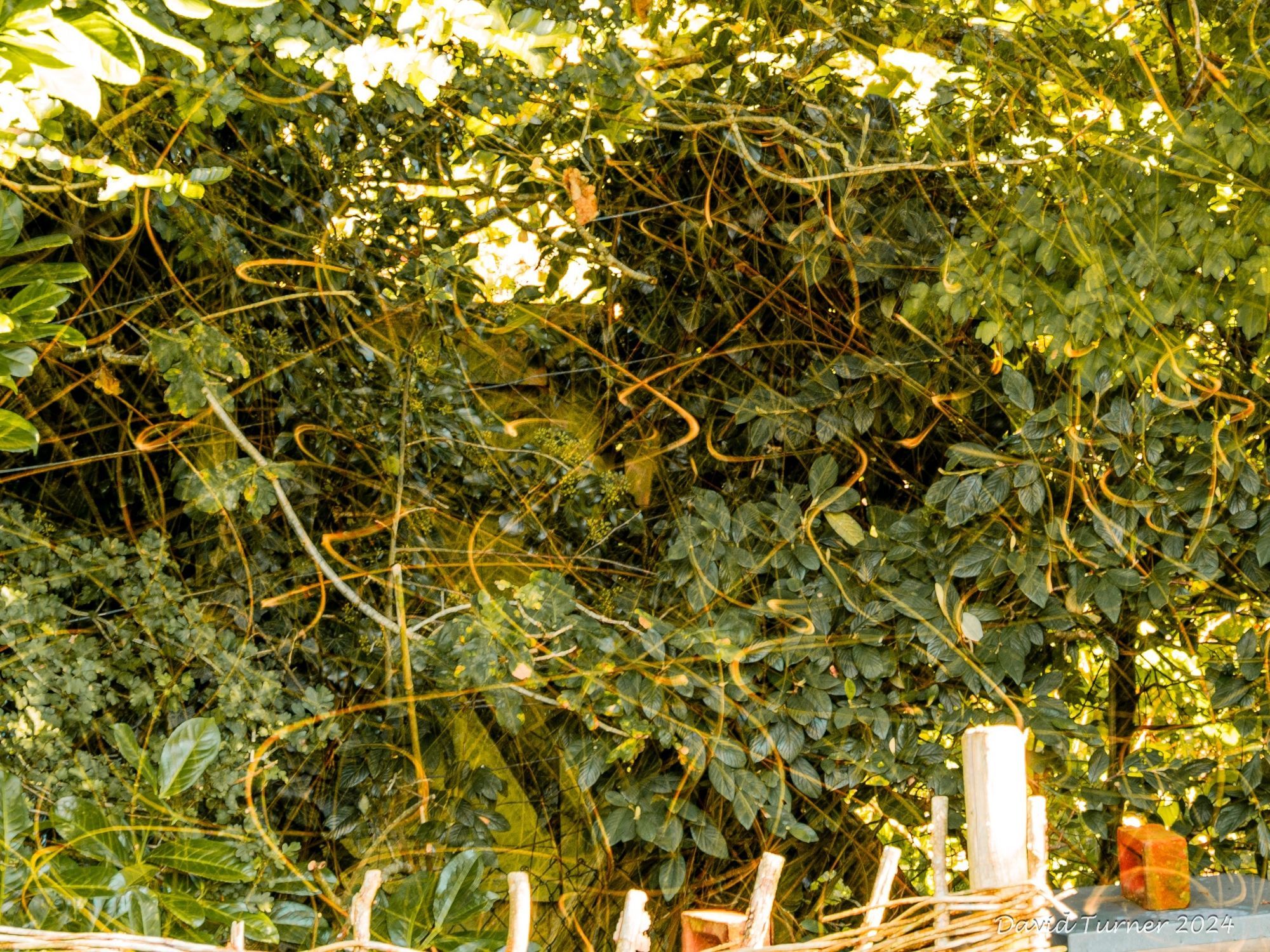 The picture has a background of dark green ivy in front of which are orangey/yellow wiggly lines made by honeybees flying in the sunlight