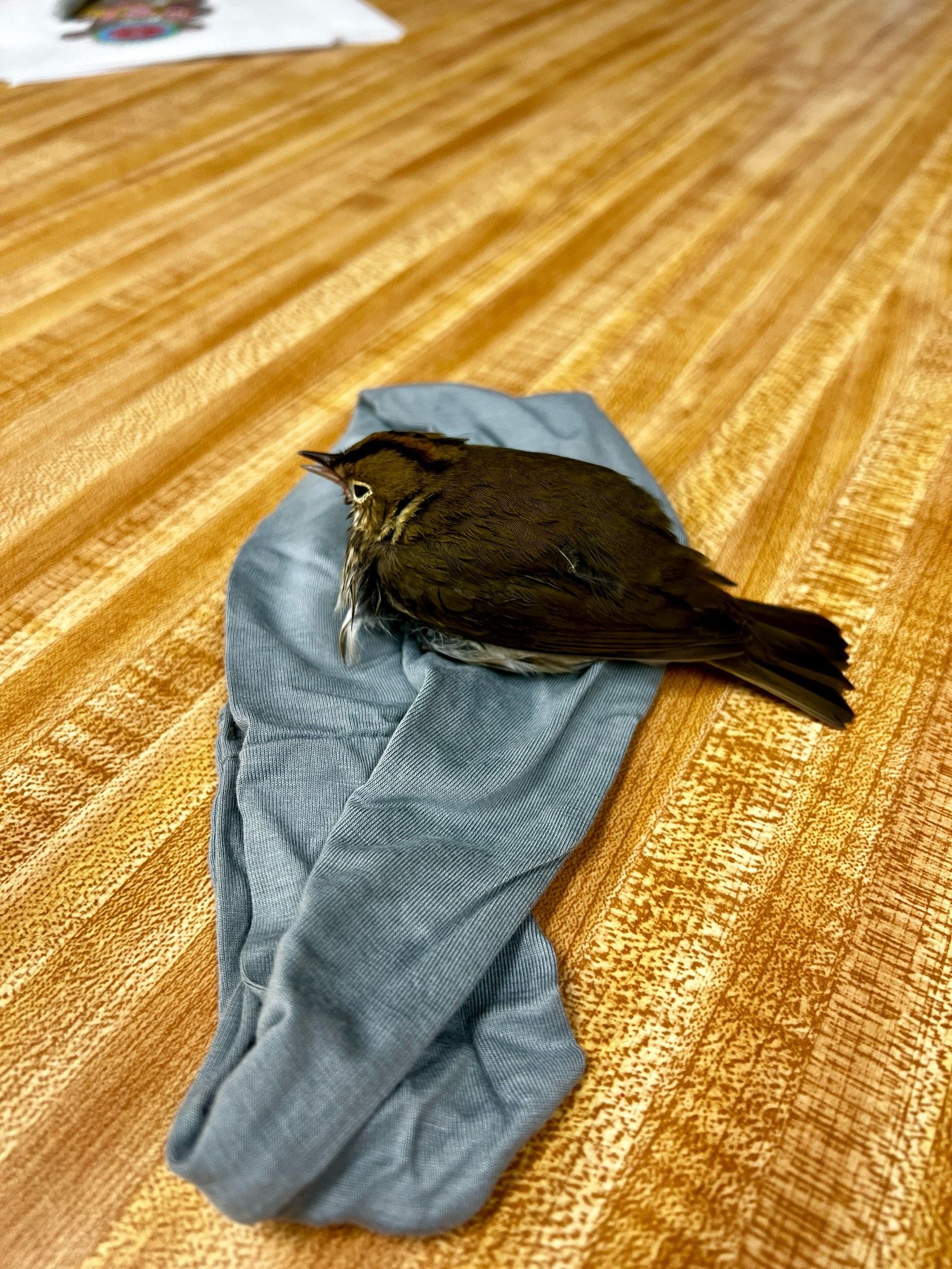 A small brown bird sits on a gray fabric, recovering from bonking a window.