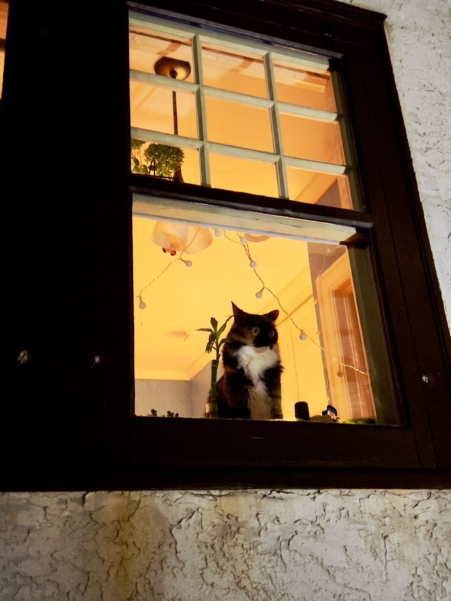 A calico cat is perched, looking out of a window as soft light casts a glow behind her.