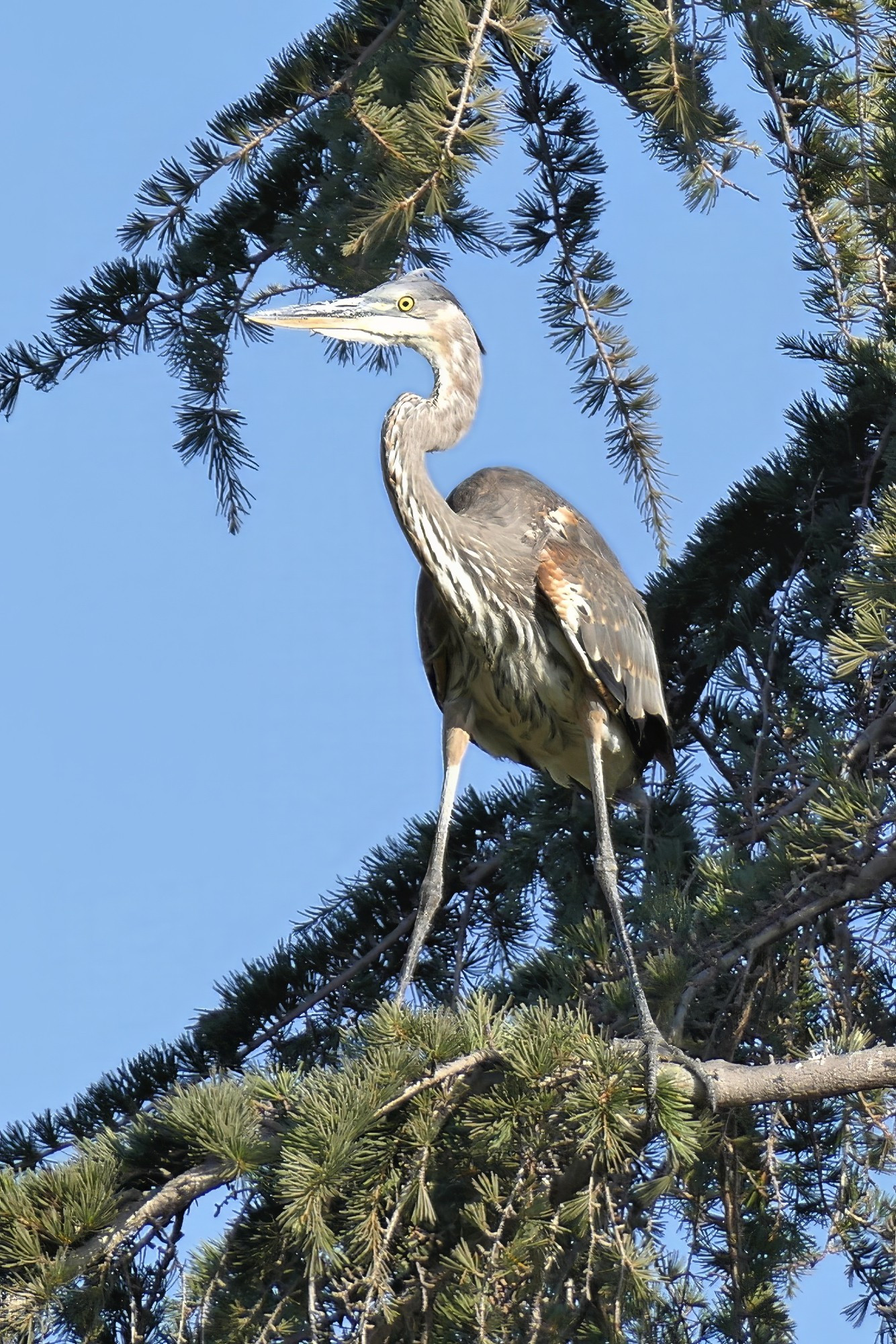 A great blue heron, legs spread, stands on a tree branch and looks into the distance.