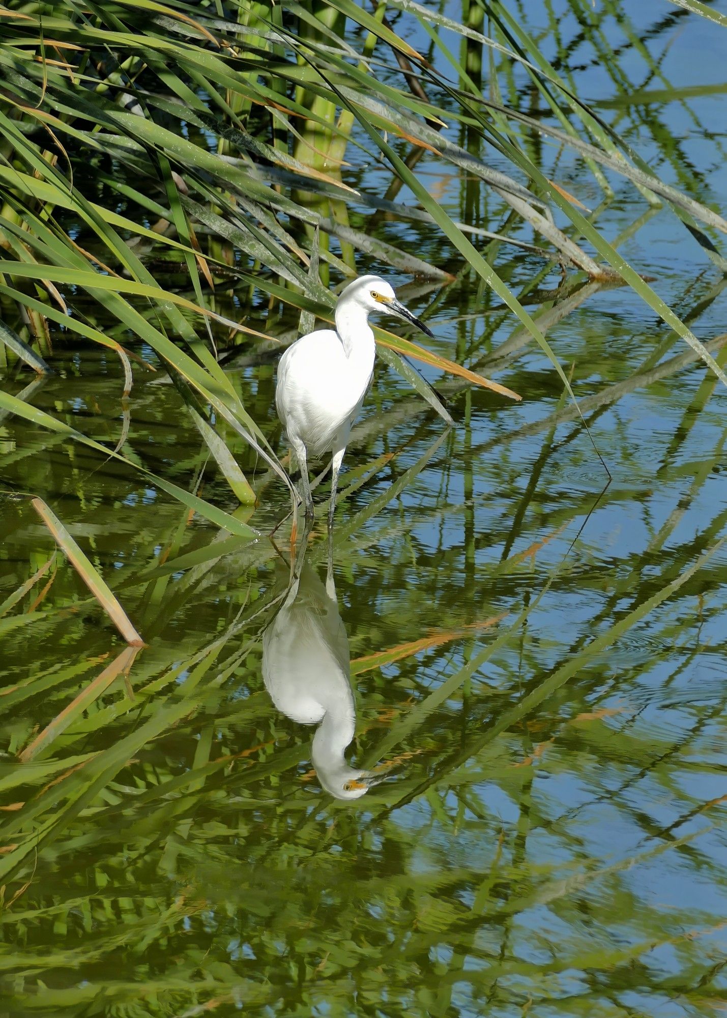 A snowy egret standing among the reeds at the edge of a pond. The water reflects both the bird and the greenery.