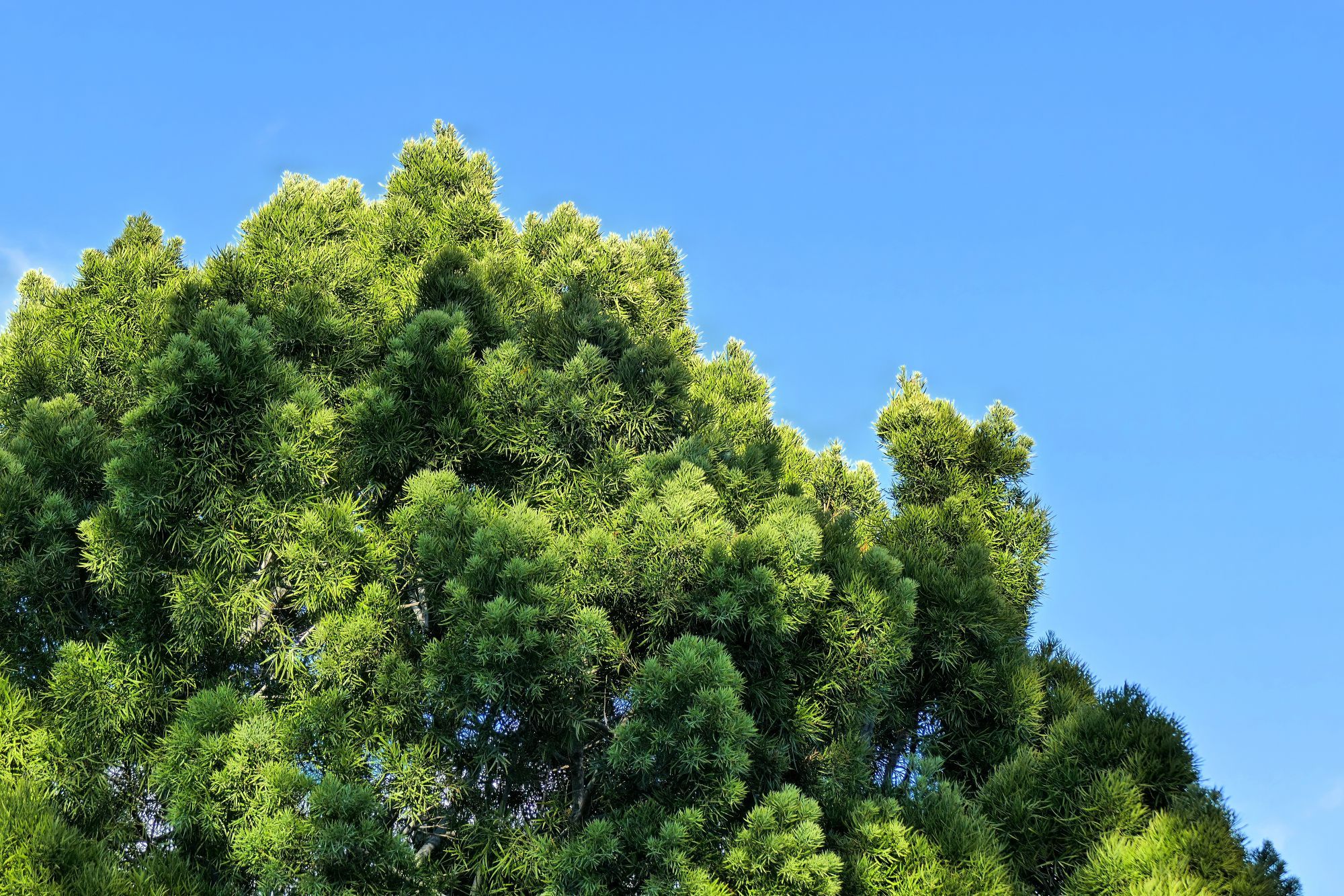 A sunlit tree showing multiple shades of green against a clear blue sky.