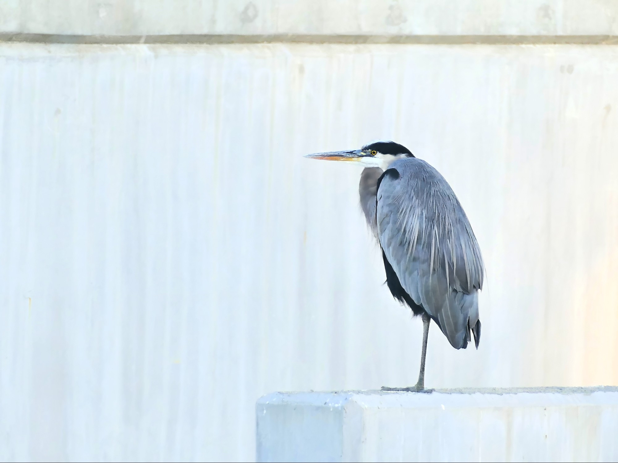 A great blue heron, in profile, standing on one leg on a ledge in front of a concrete wall.