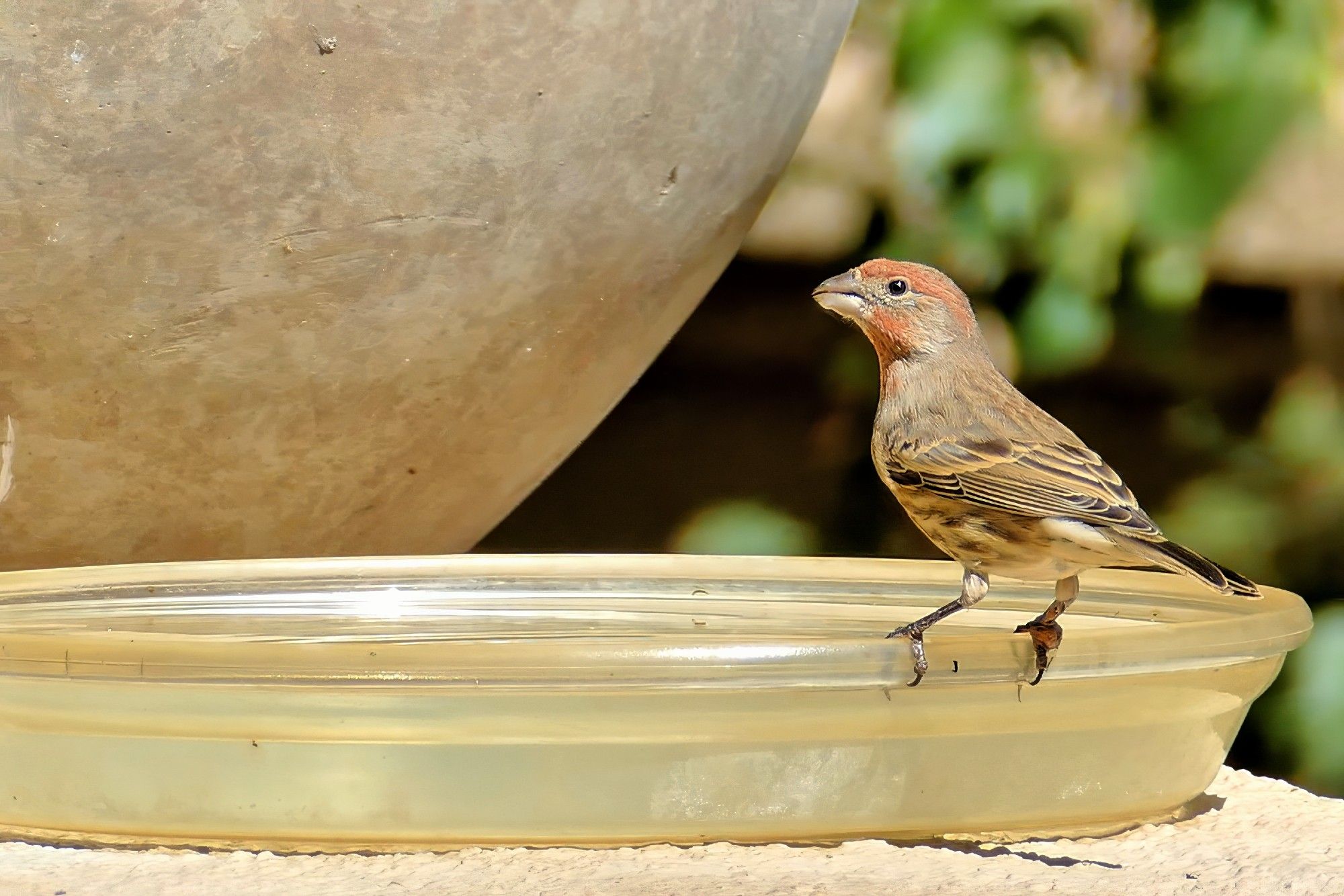 A house finch, brown with touches of red on its head and throat, sits on the rim of a plastic tray next to a flower pot. In the background is some blurred green foliage.