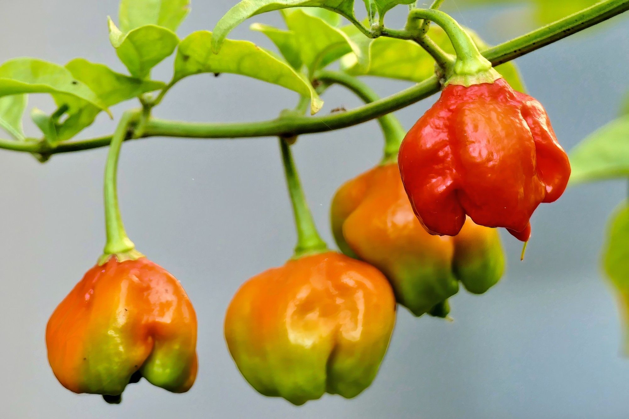 Carolina Reaper peppers -- a ripe red one in front and three ripening green and orange ones behind -- on a green leafy stem.