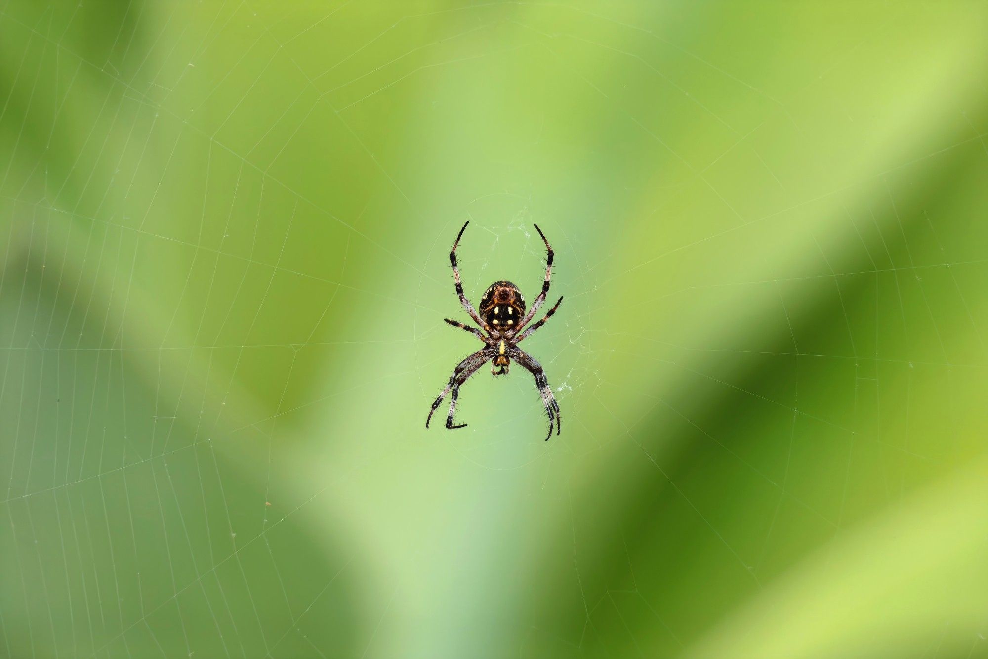 An orb weaver spider, brown and tan with white spots on its abdomen, hanging in front of a blurred green background.