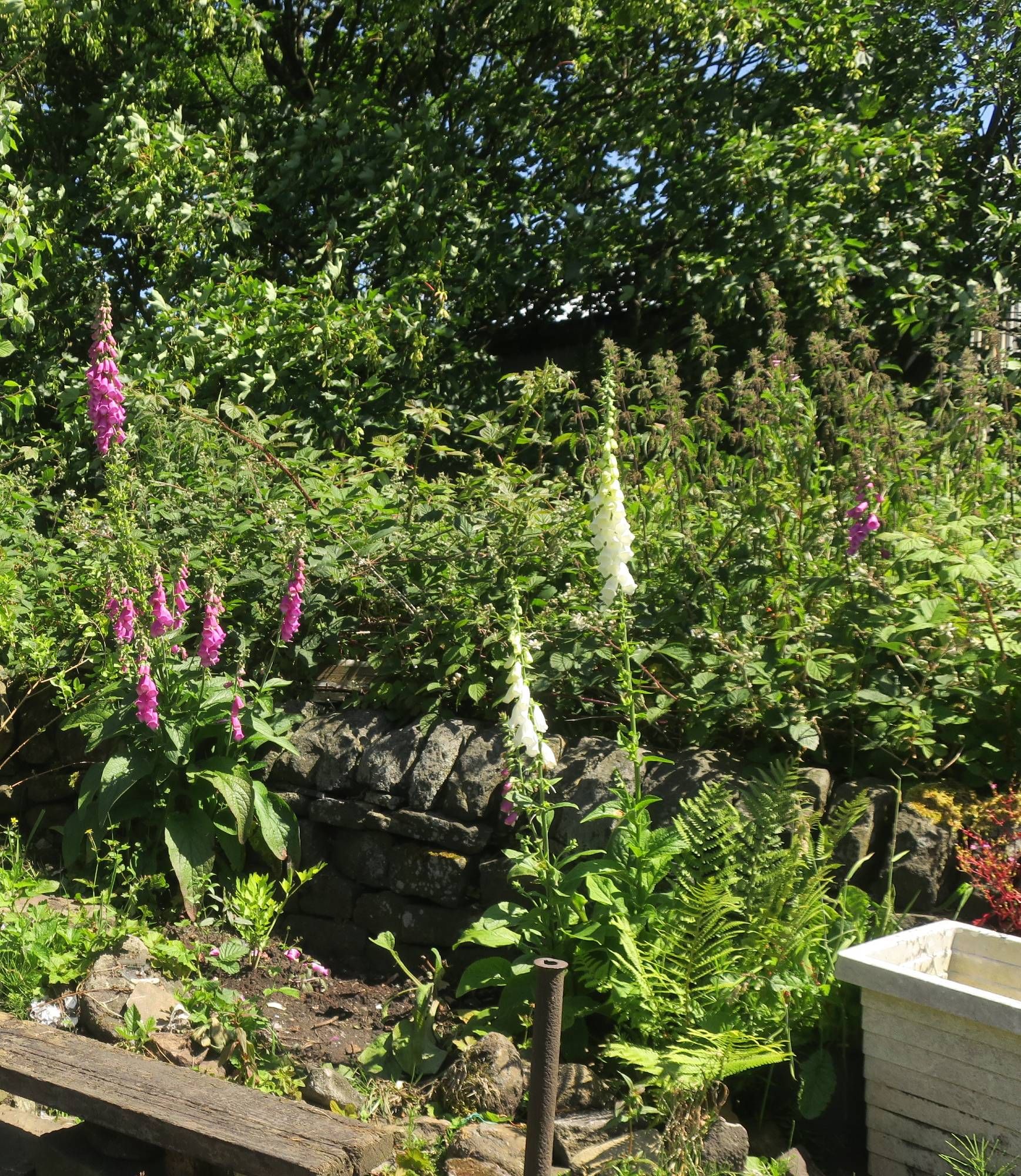 Foxgloves beside dry stone wall on allotment.