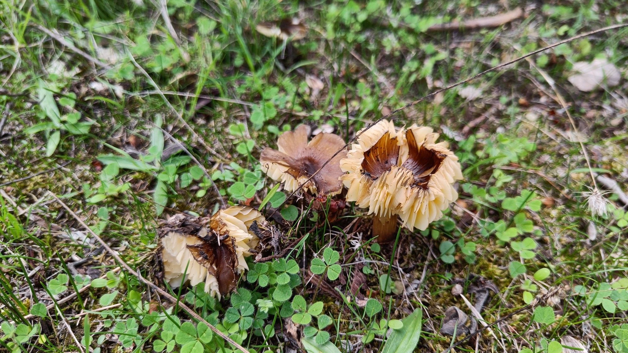 Mushrooms with brown, radially fibrillose caps and yellow gills amongst grass, moss and clover.