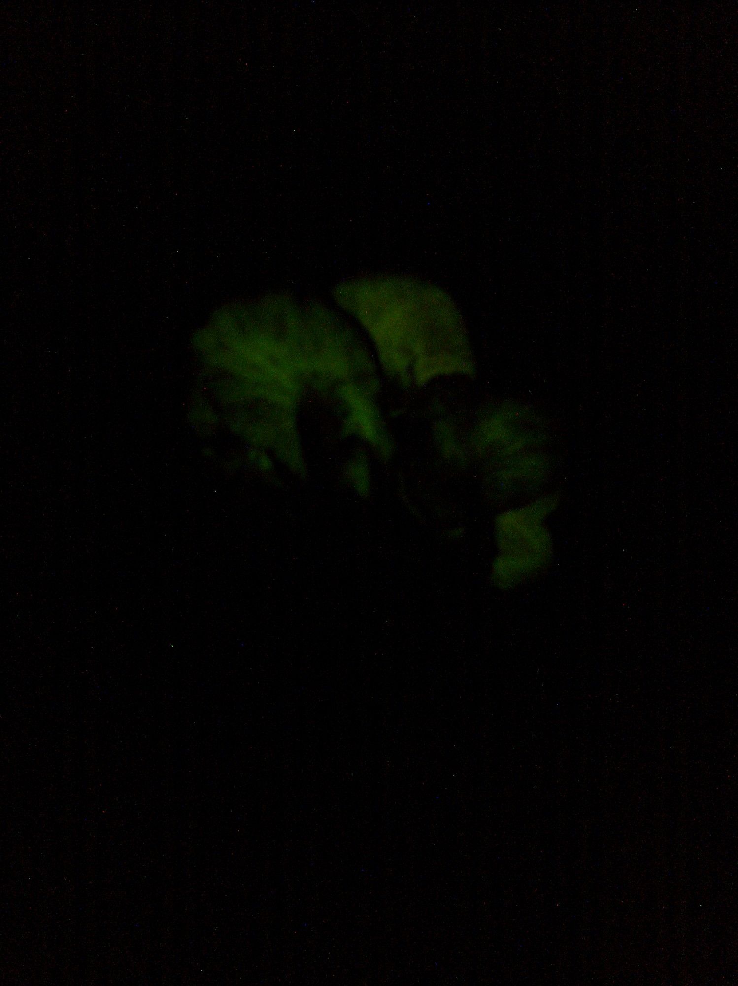 Photo is almost black. In the centre there is the faint green glow of mushroom gills.