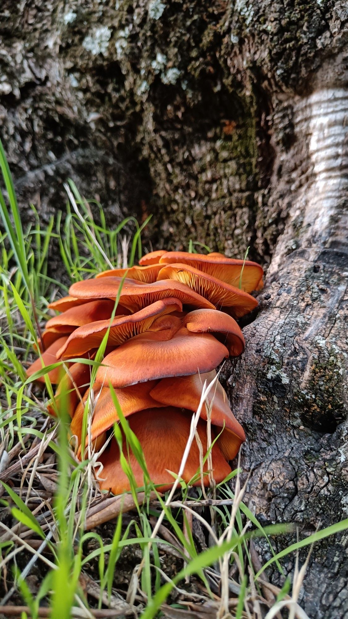 A clump of orange mushrooms at the base of a tree. Under the caps you can glimpse the paler orange gills.